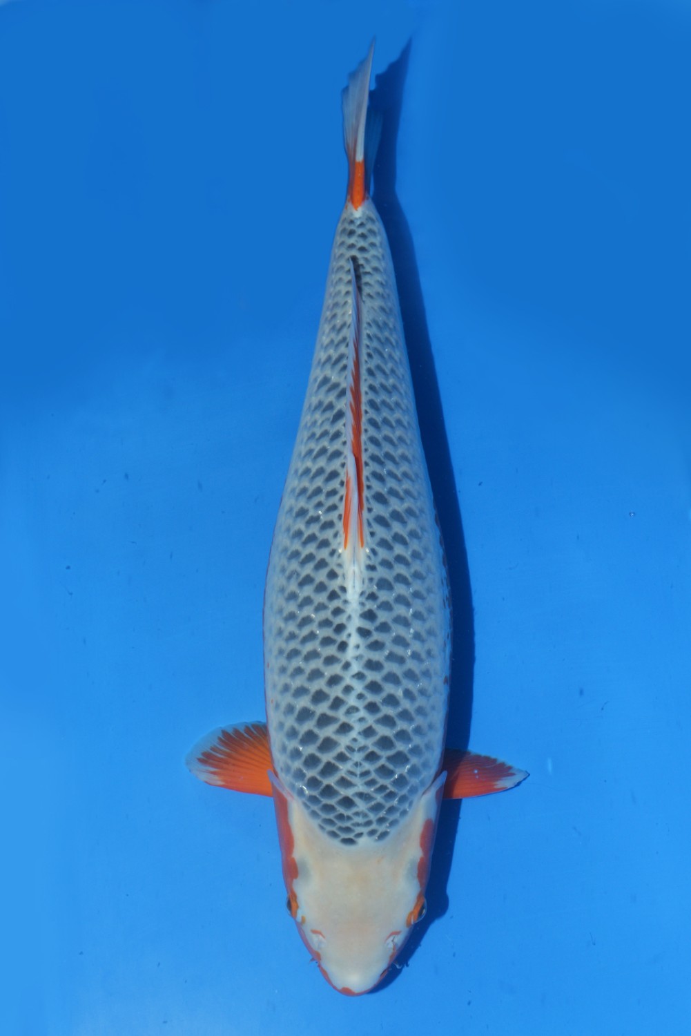 Juara 3
