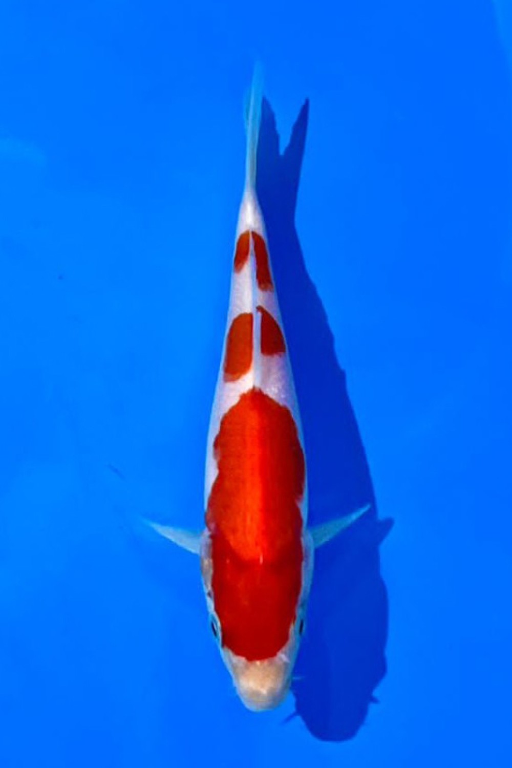 Juara 5