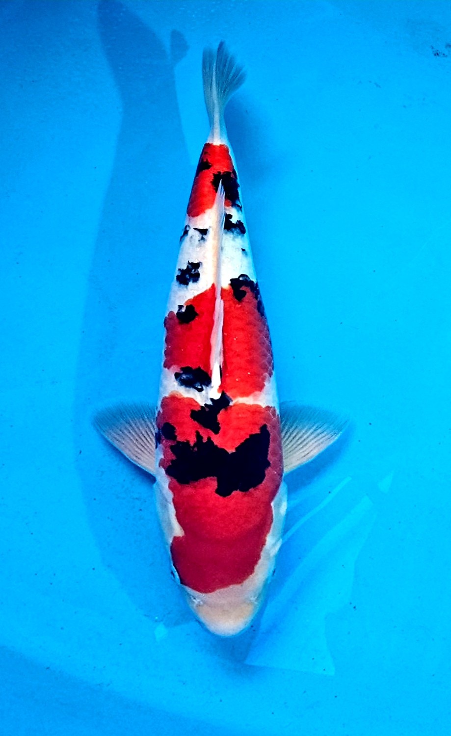 Juara 2