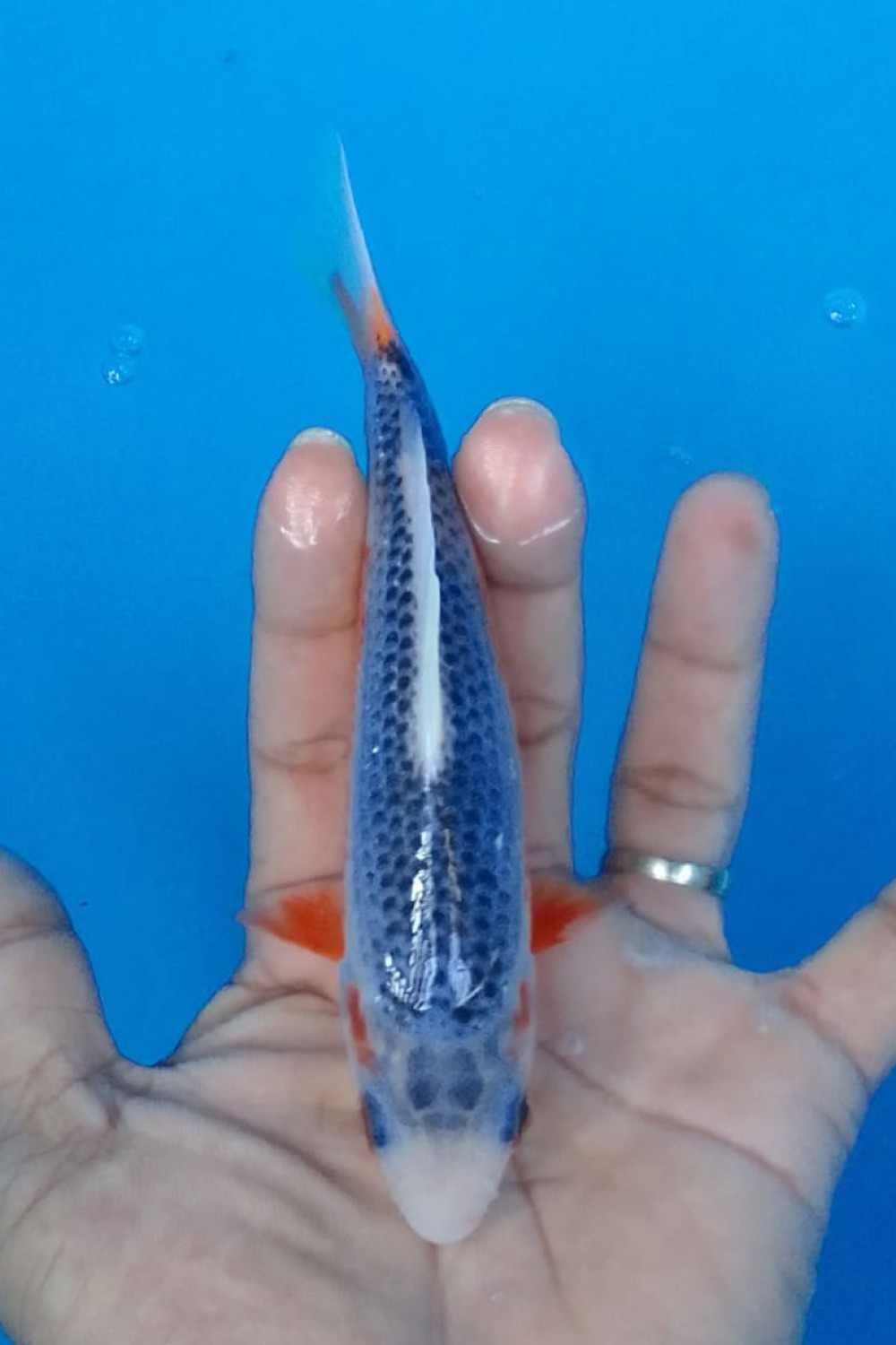Juara 4