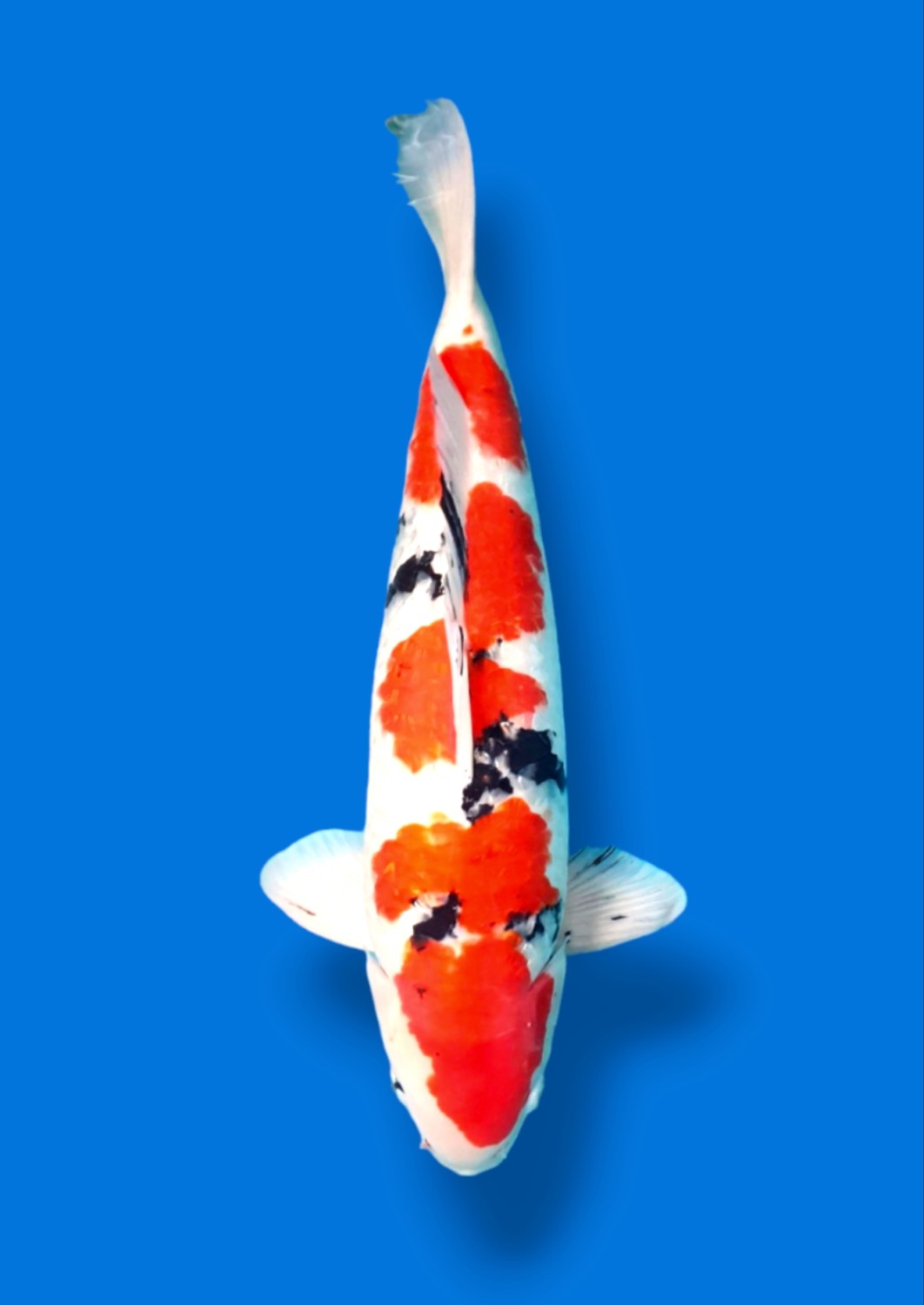 Juara 1