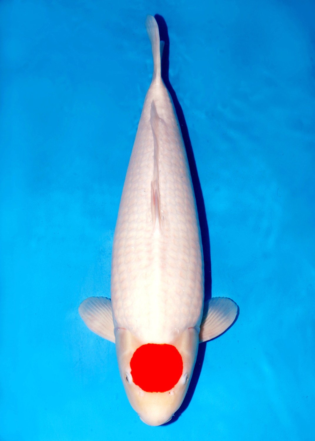 Juara 1
