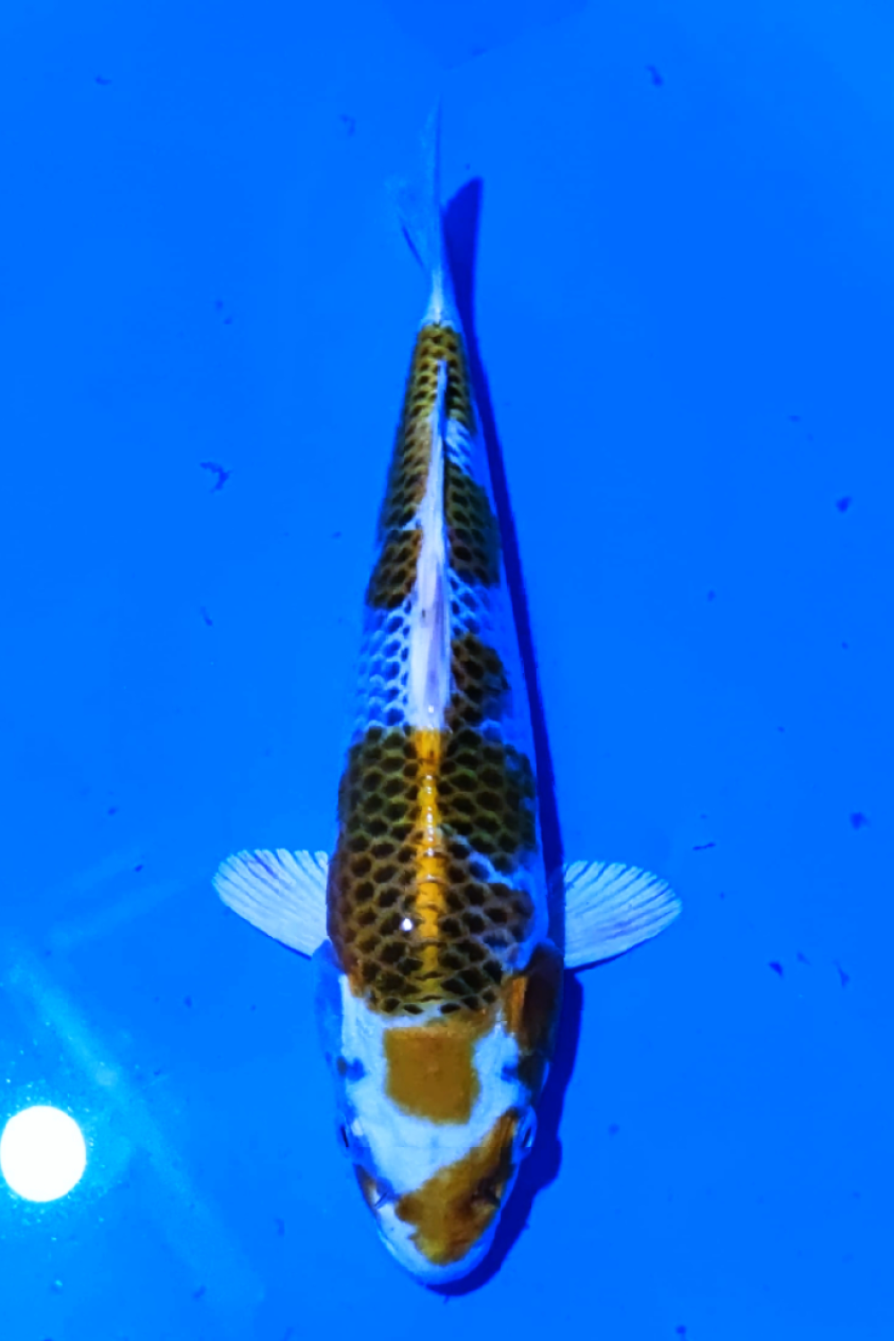 Juara 2