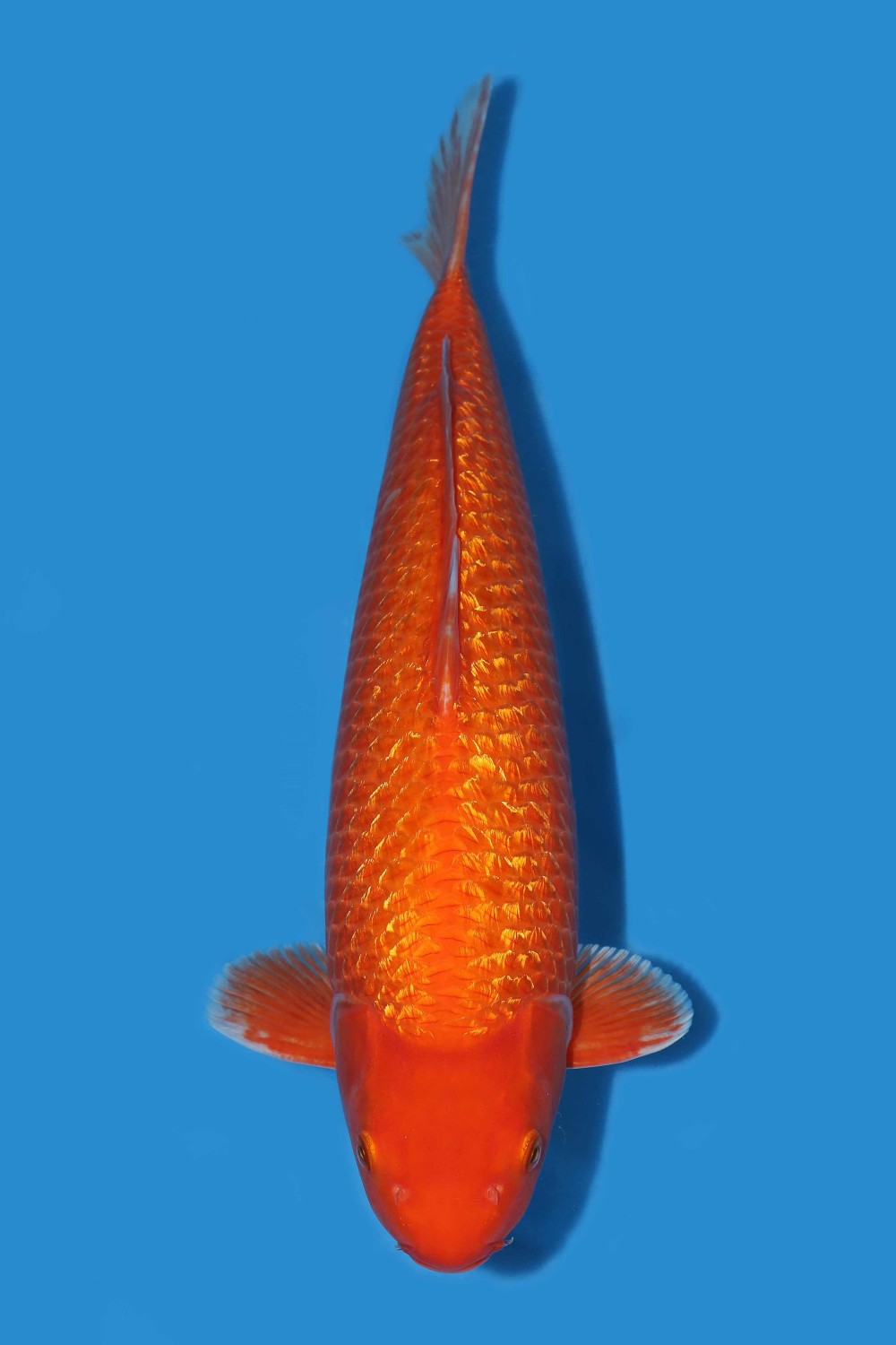 Juara 1