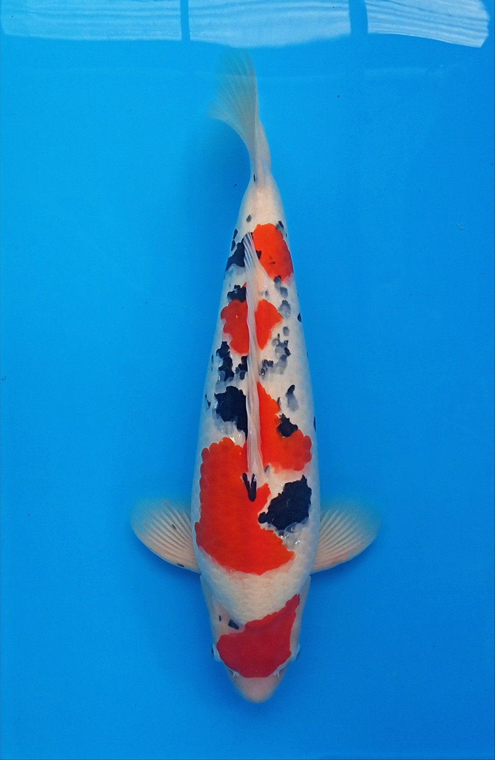 Best In Size A 51 - 55 cm