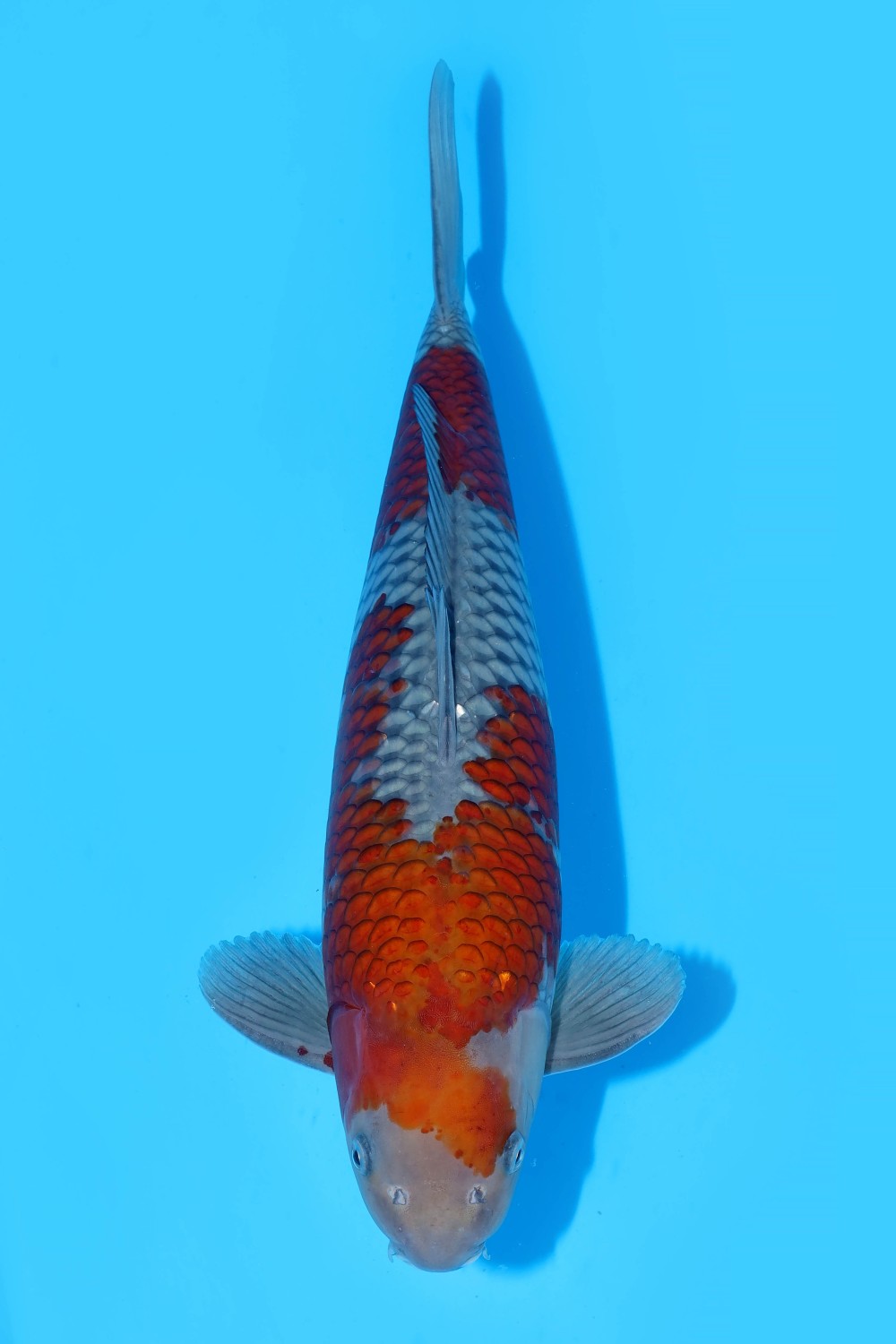 Juara 2