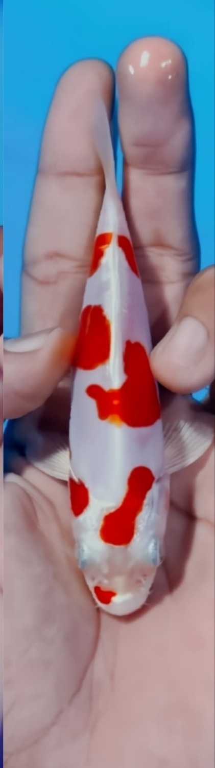 Juara 1