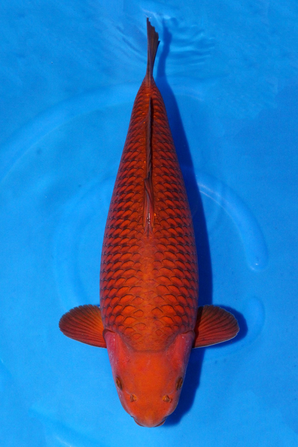 Best In Size E 66 - 70 cm
