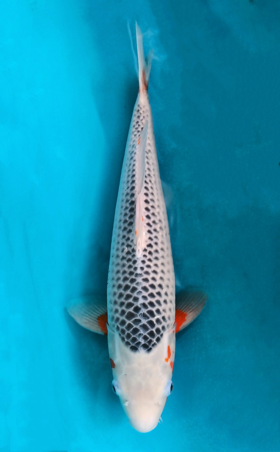 Juara 2