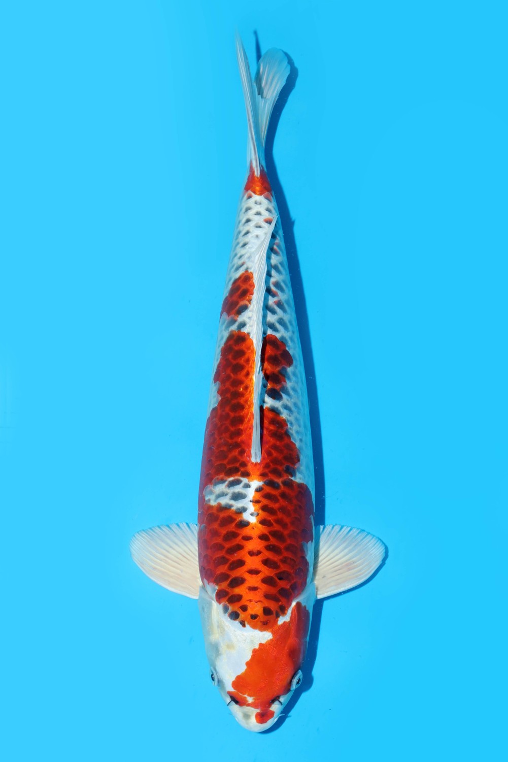 Juara 2