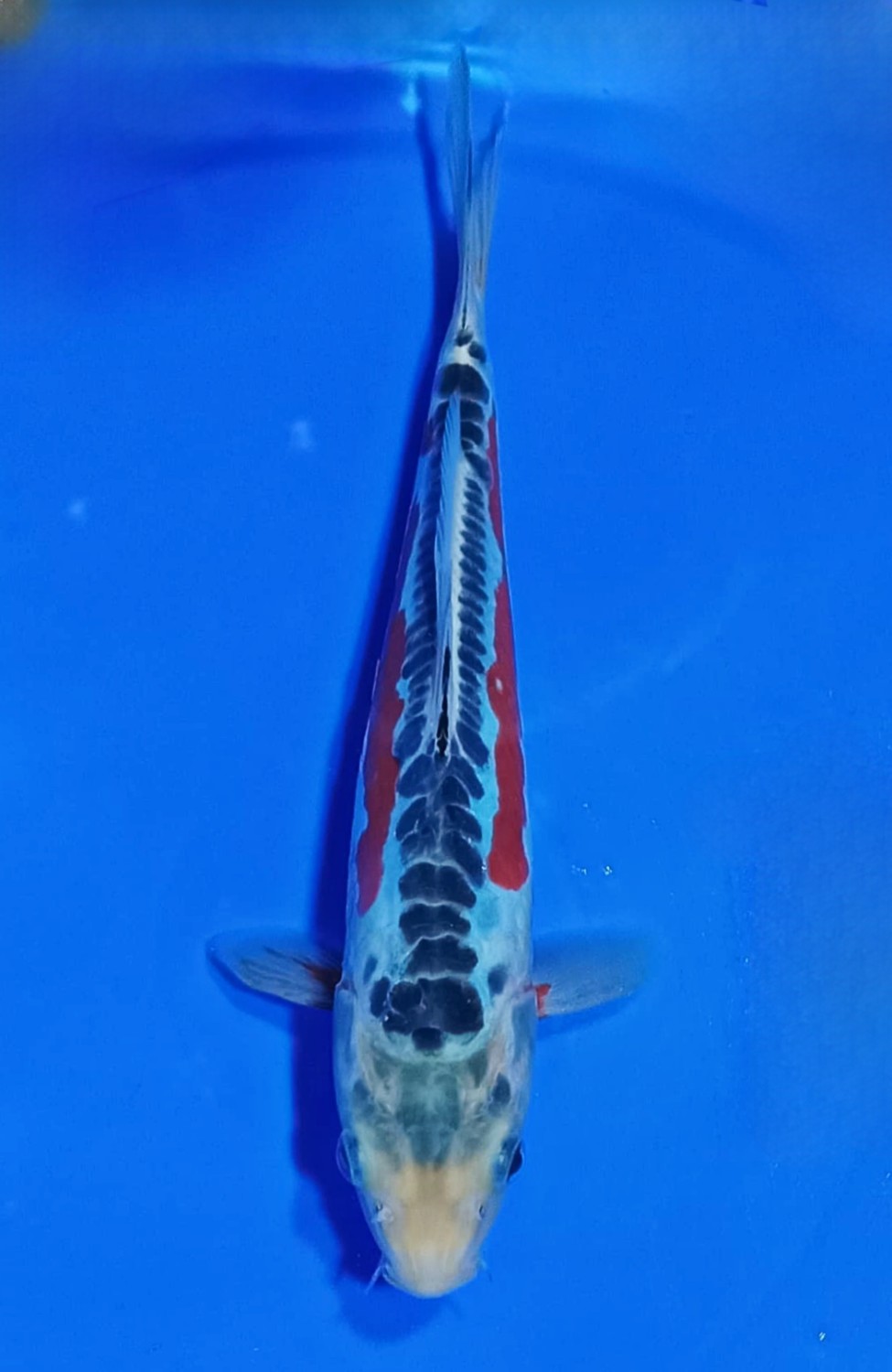 Juara 5