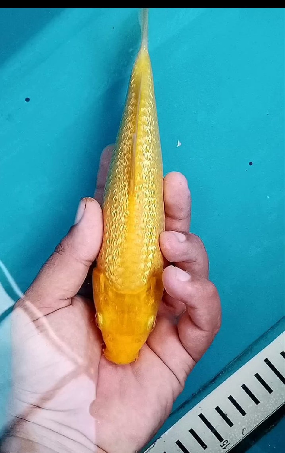 Juara 3