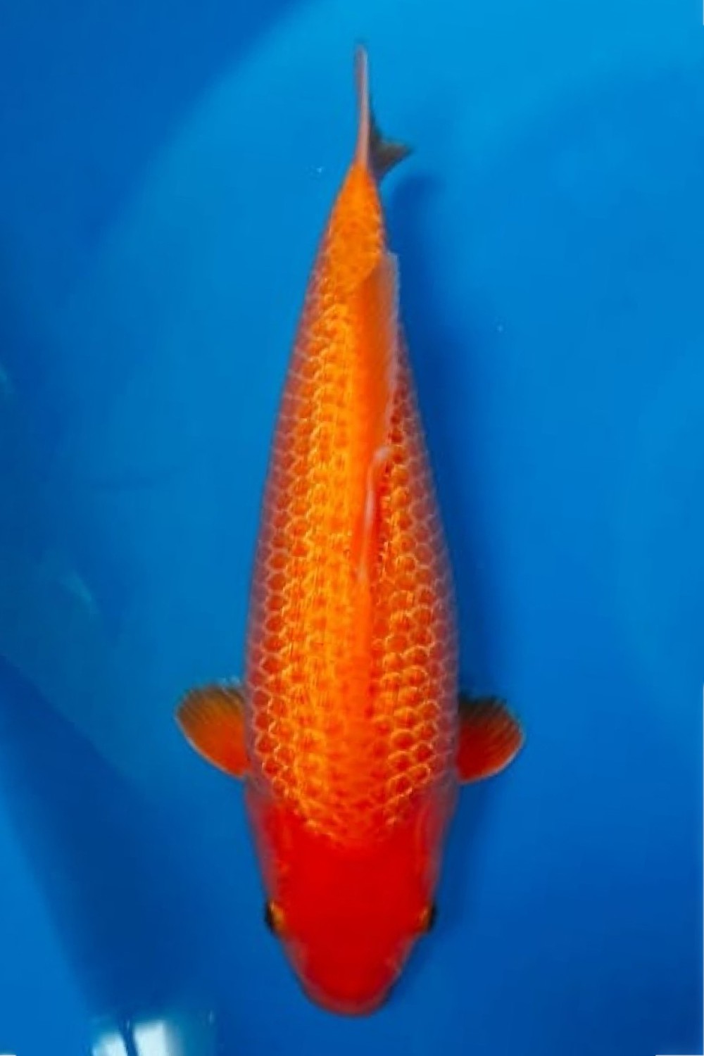 Juara 2