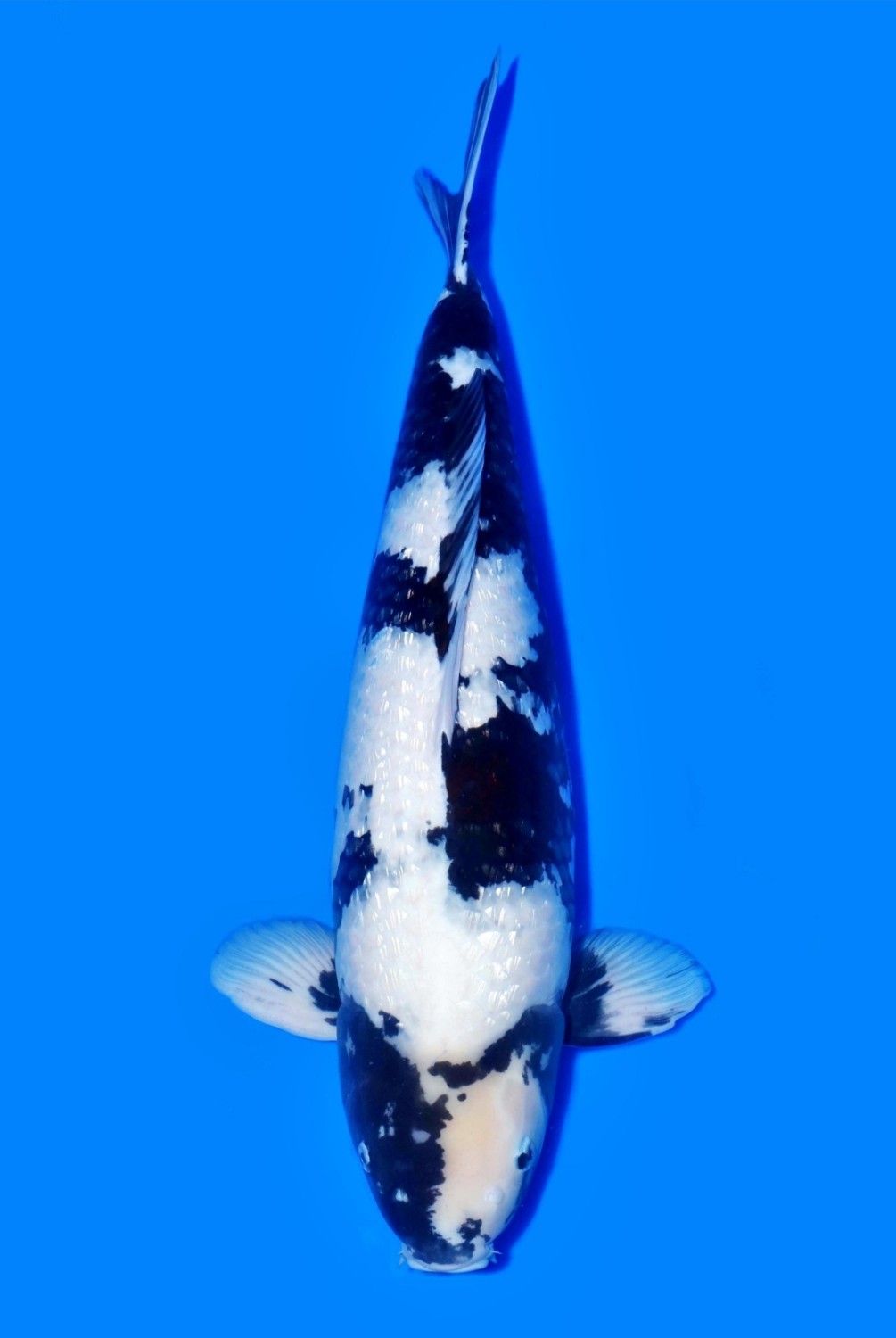 Juara 2