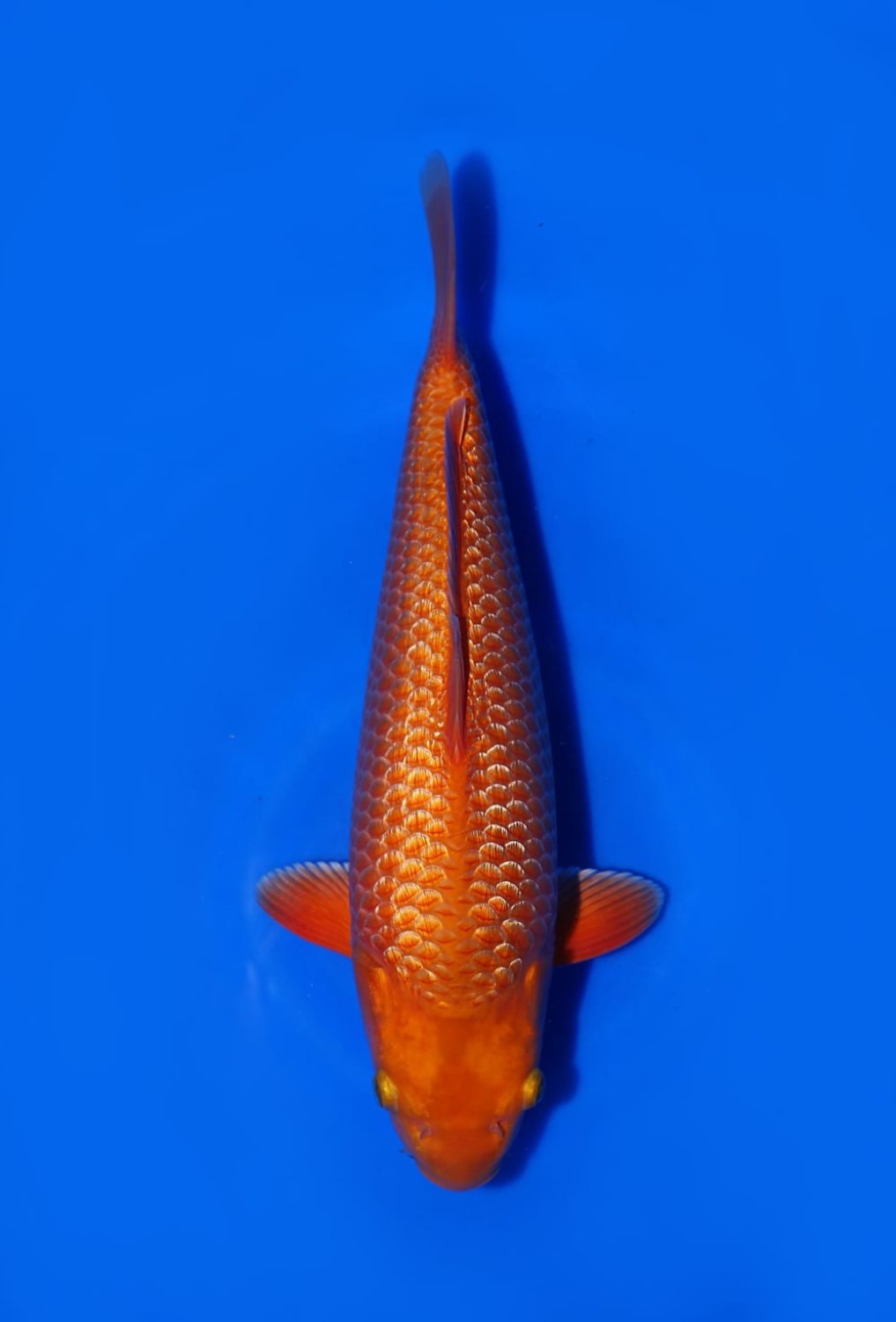 Juara 1