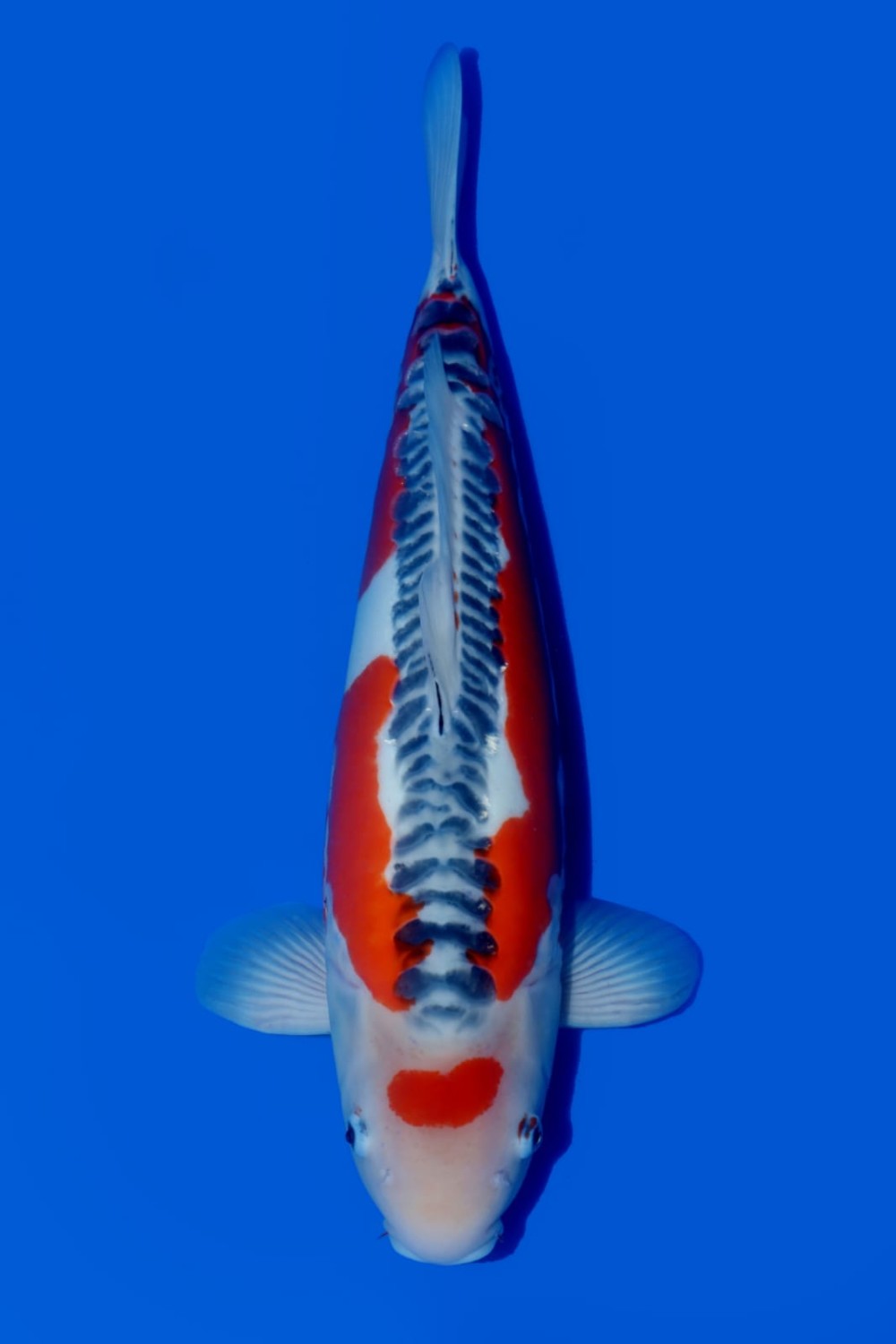 Juara 1