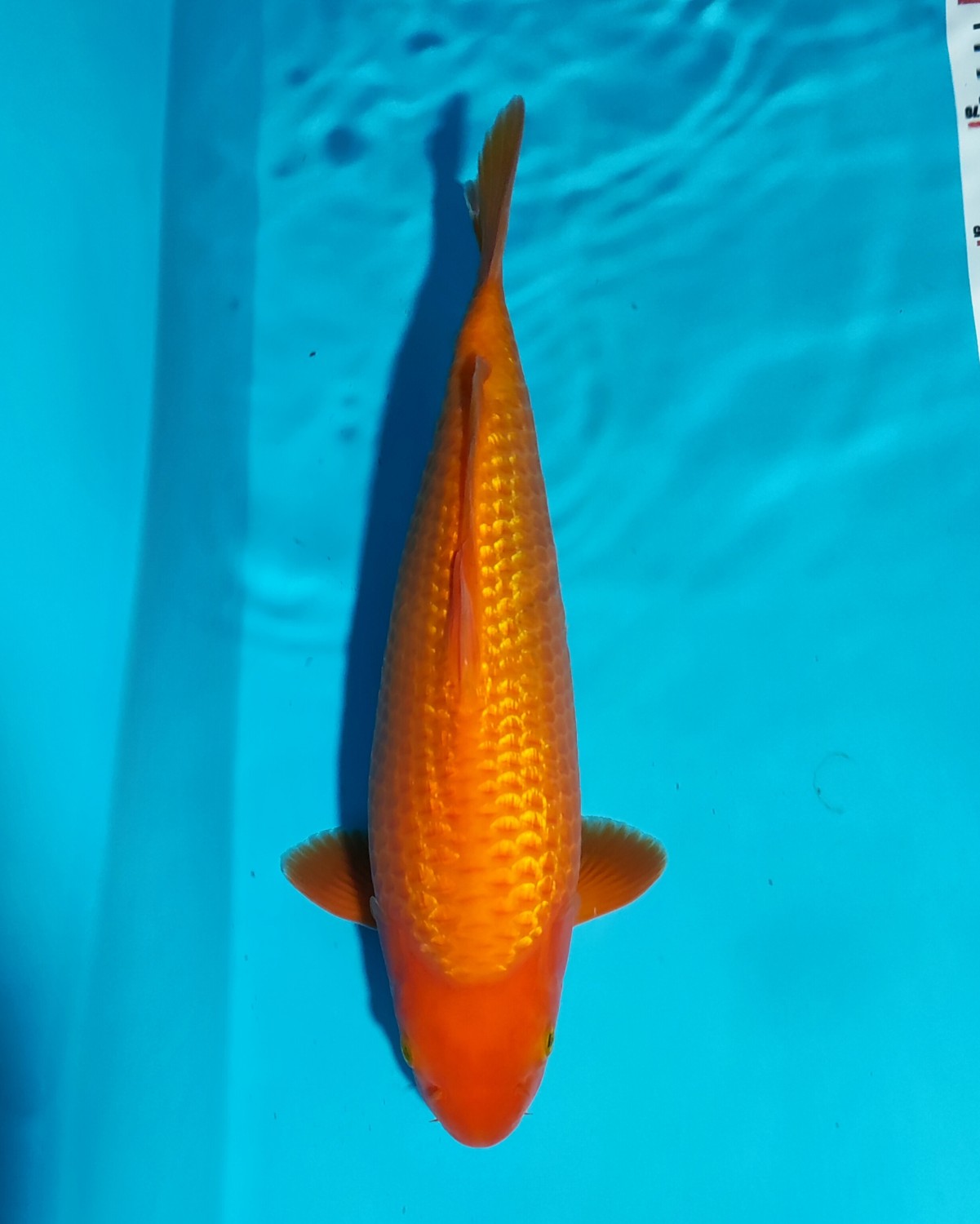 Juara 5