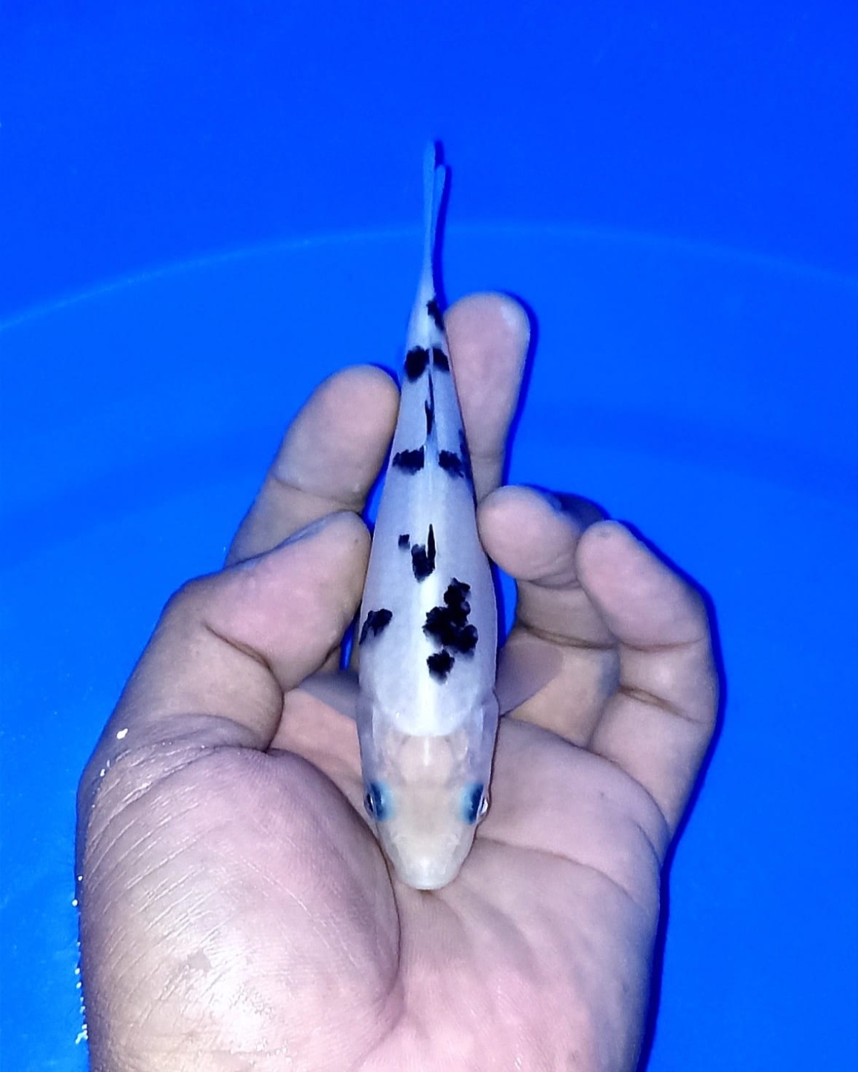 Juara 1