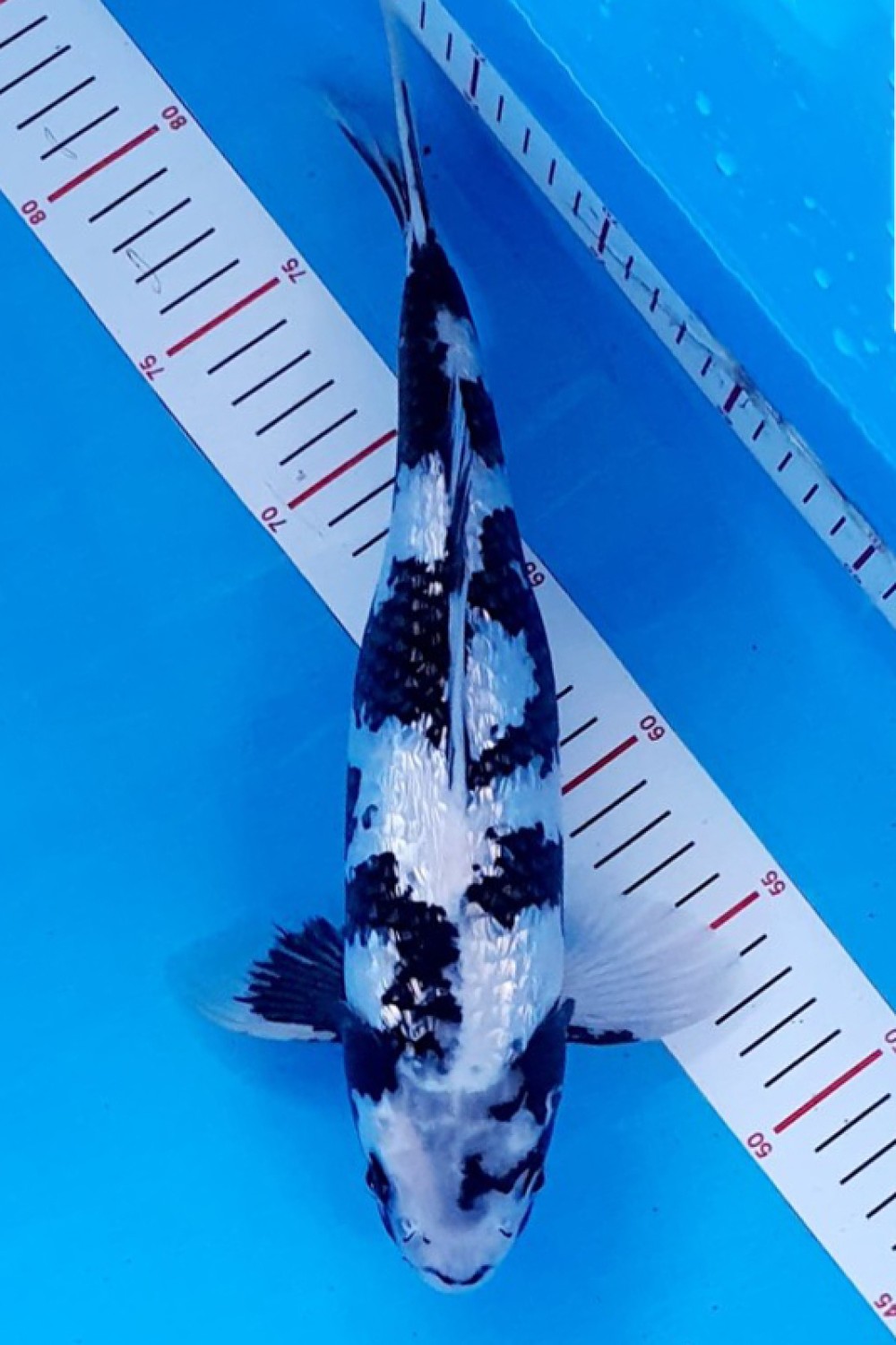 Juara 4