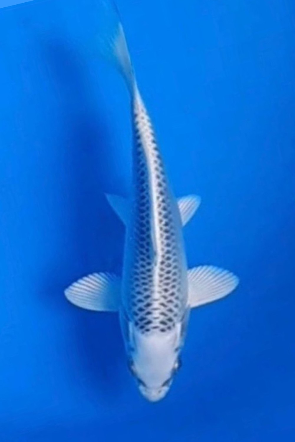 Juara 1