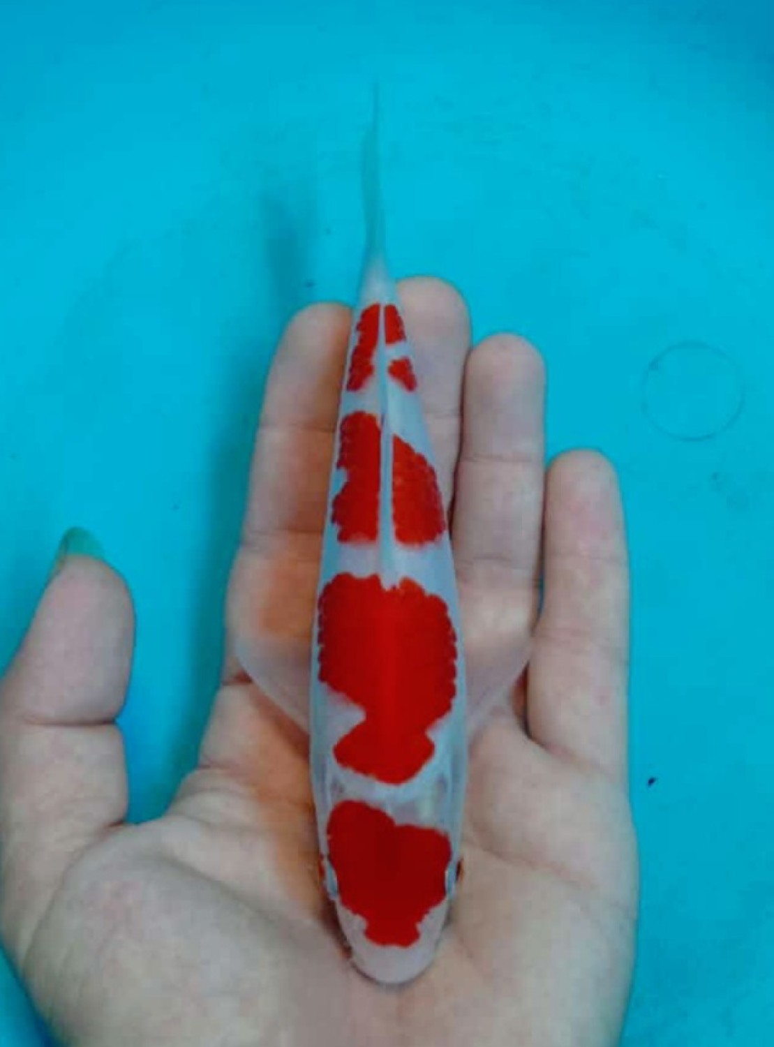 Juara 5