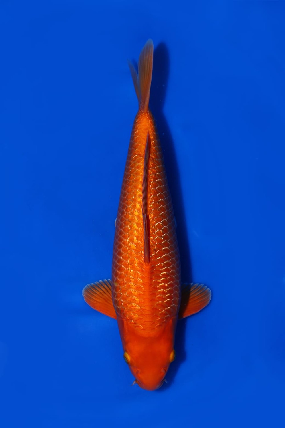 Juara 5