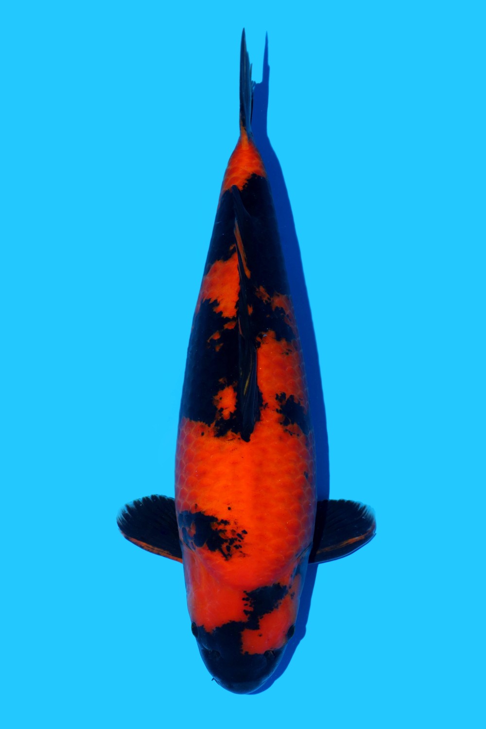 Juara 2