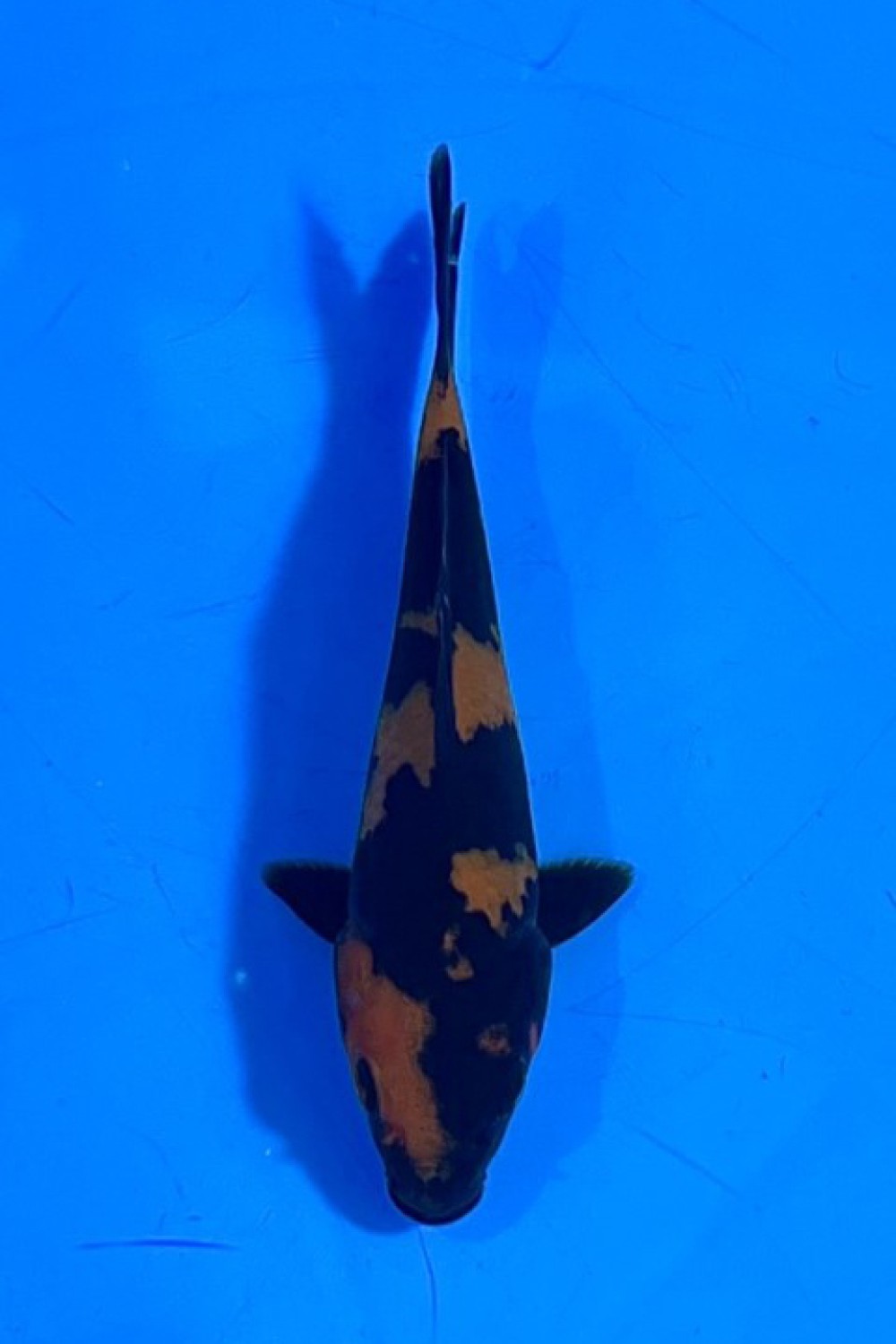 Juara 2