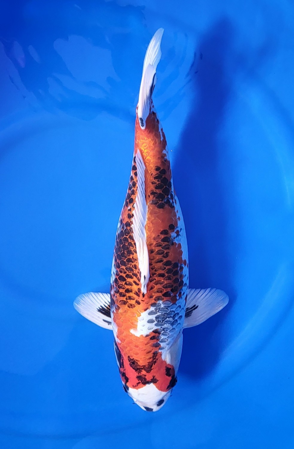 Juara 1