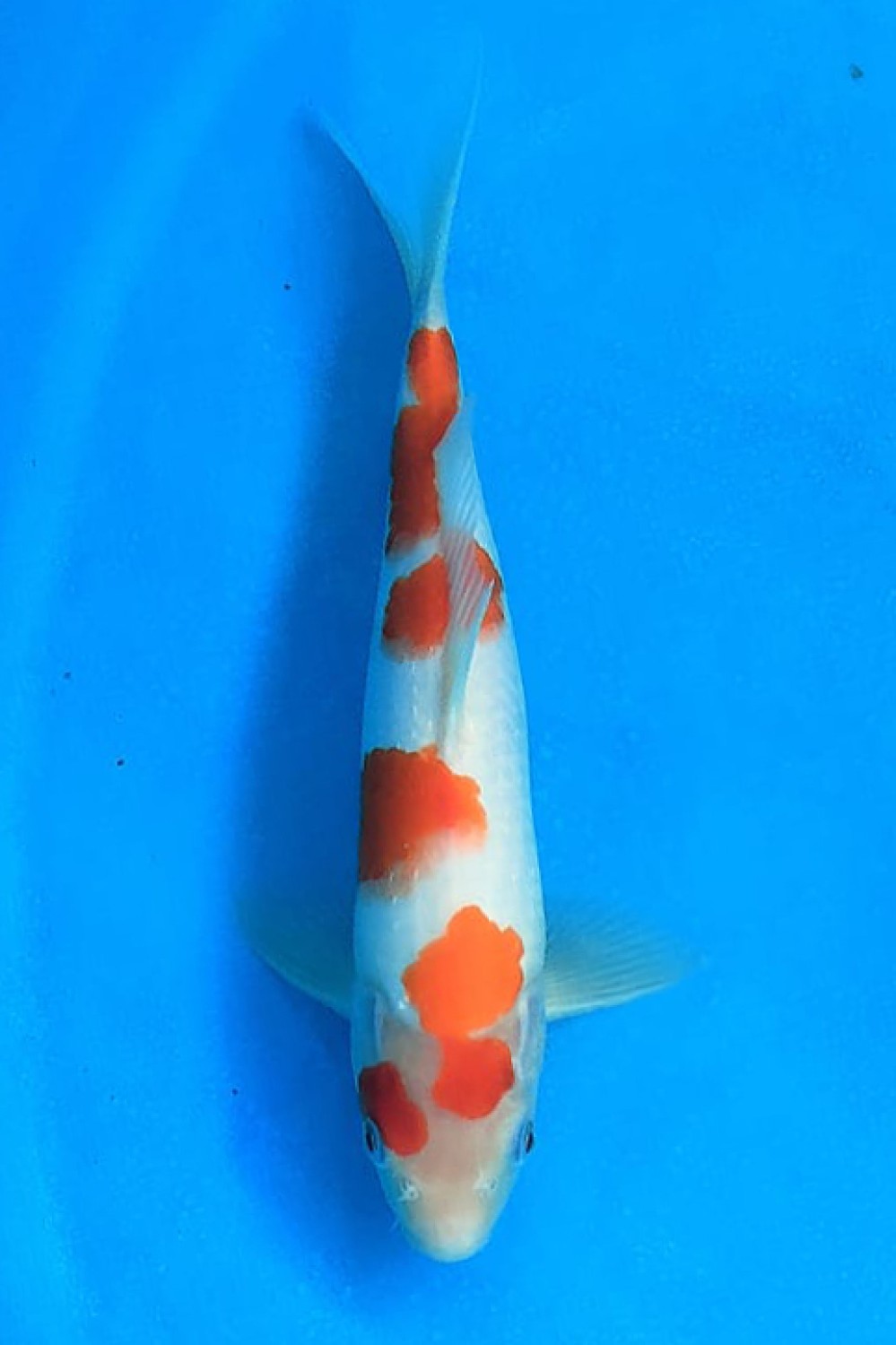 Juara 5