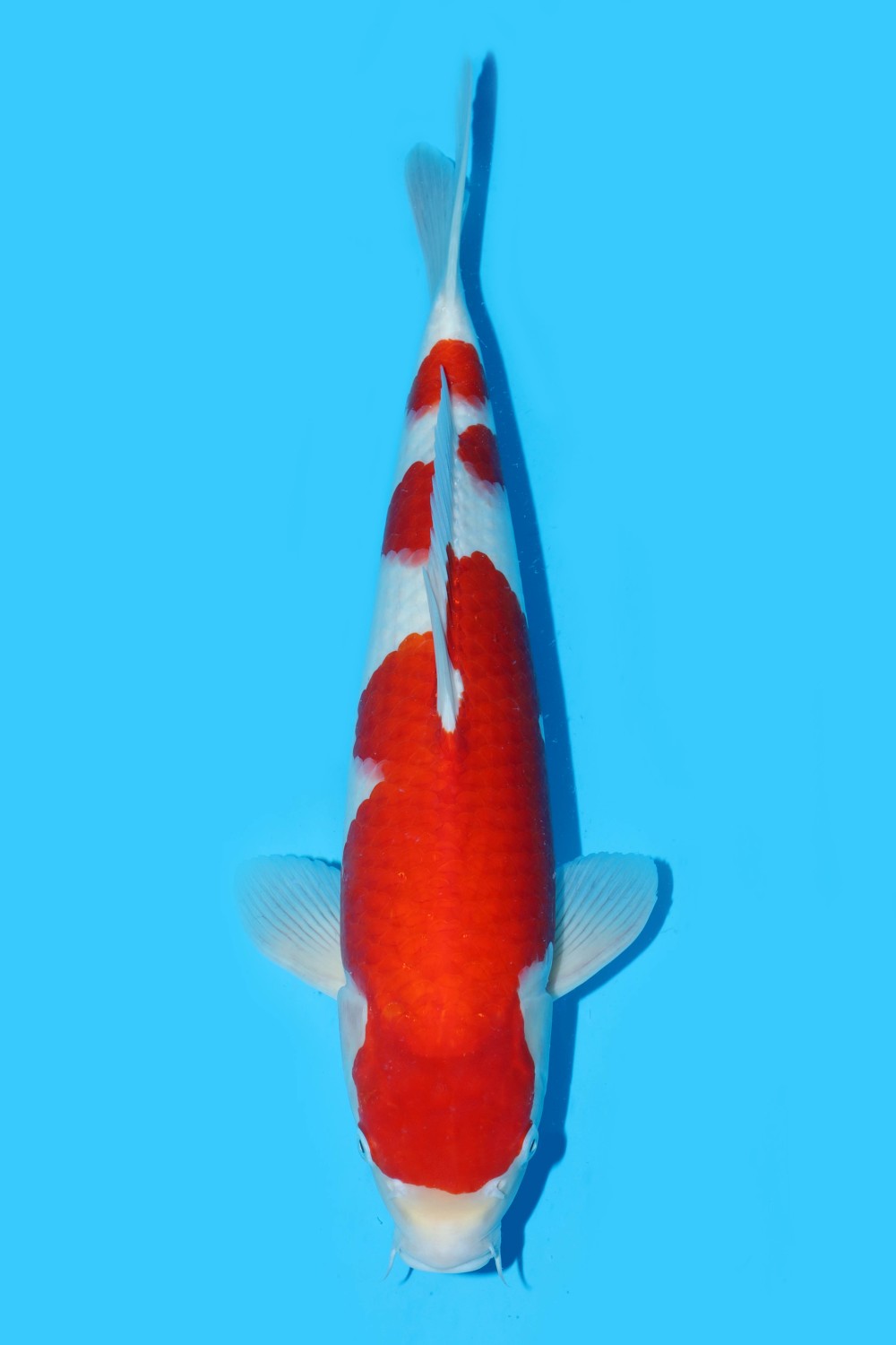 Juara 5