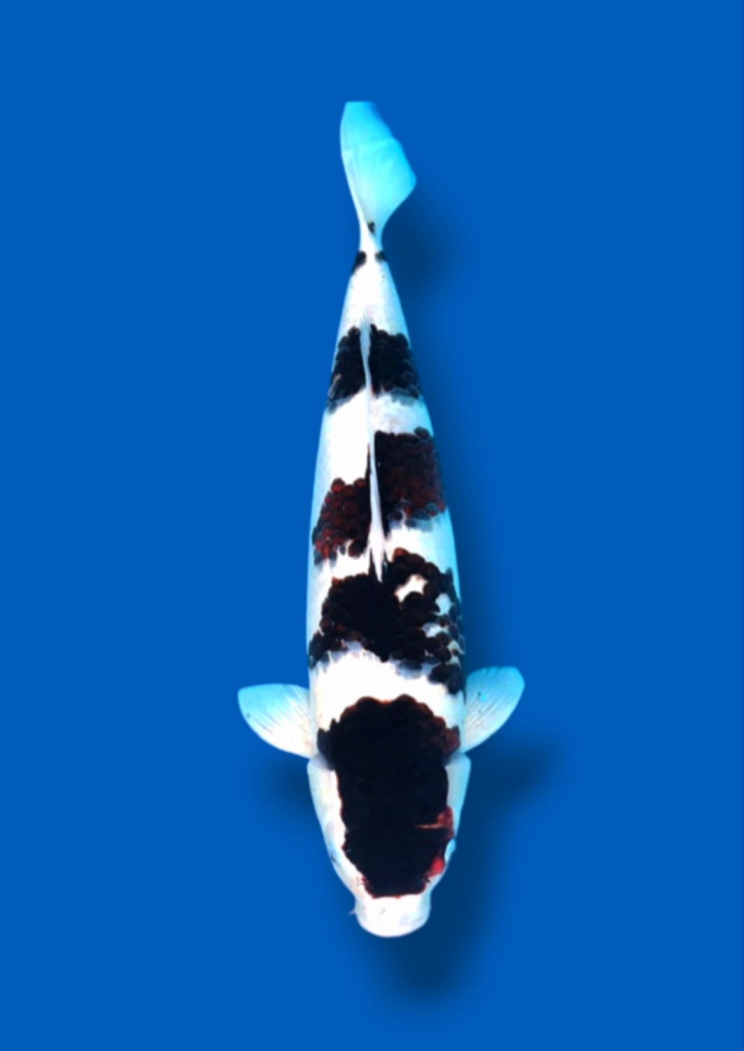 Juara 1