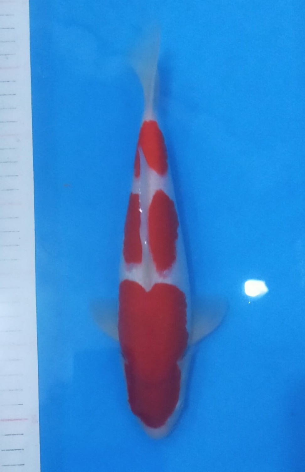 Juara 2