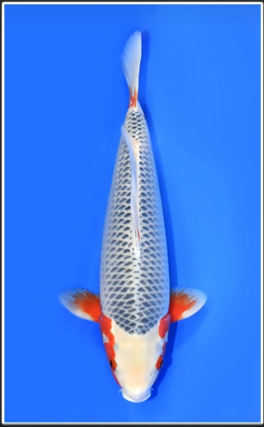 Juara 2