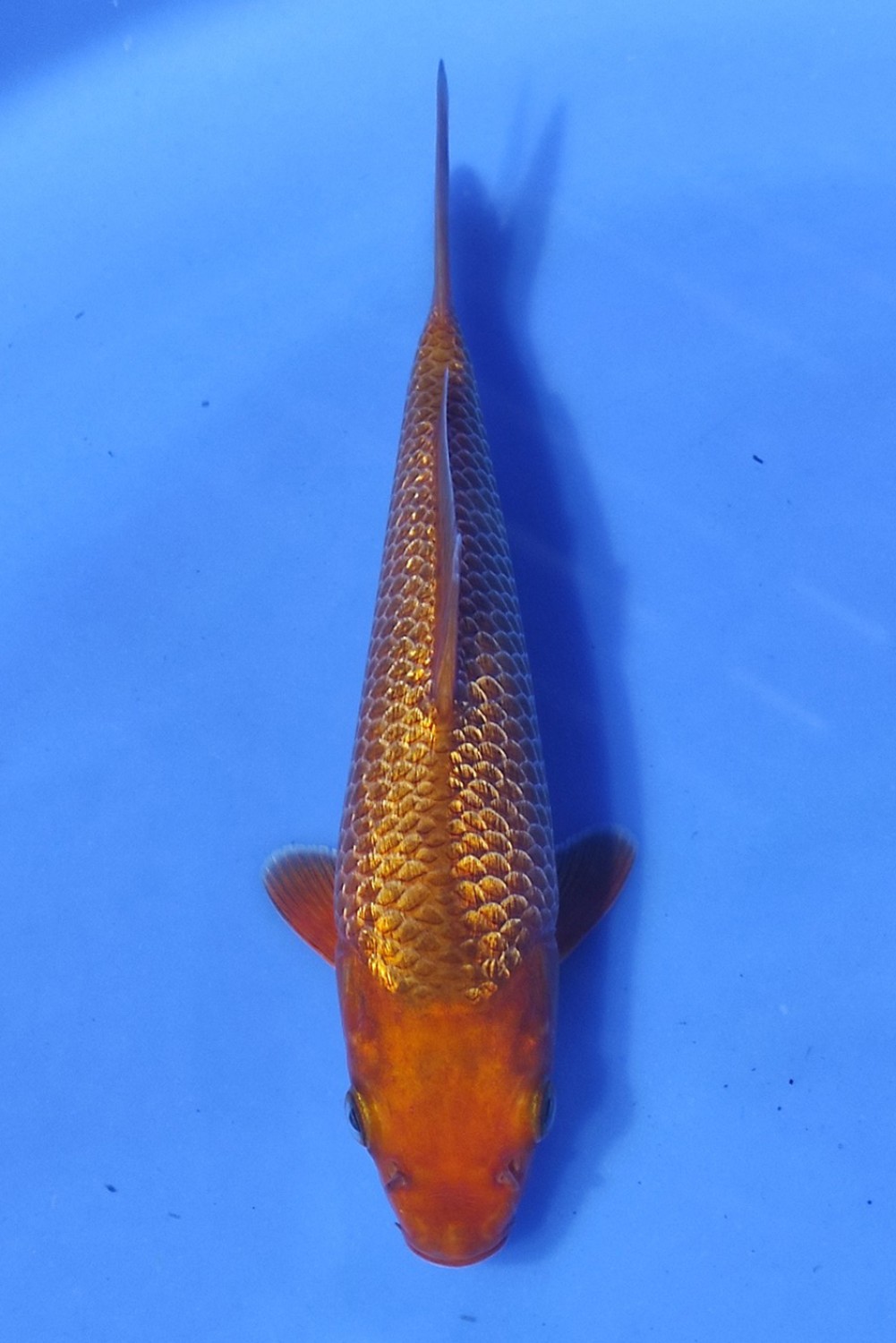 Juara 1