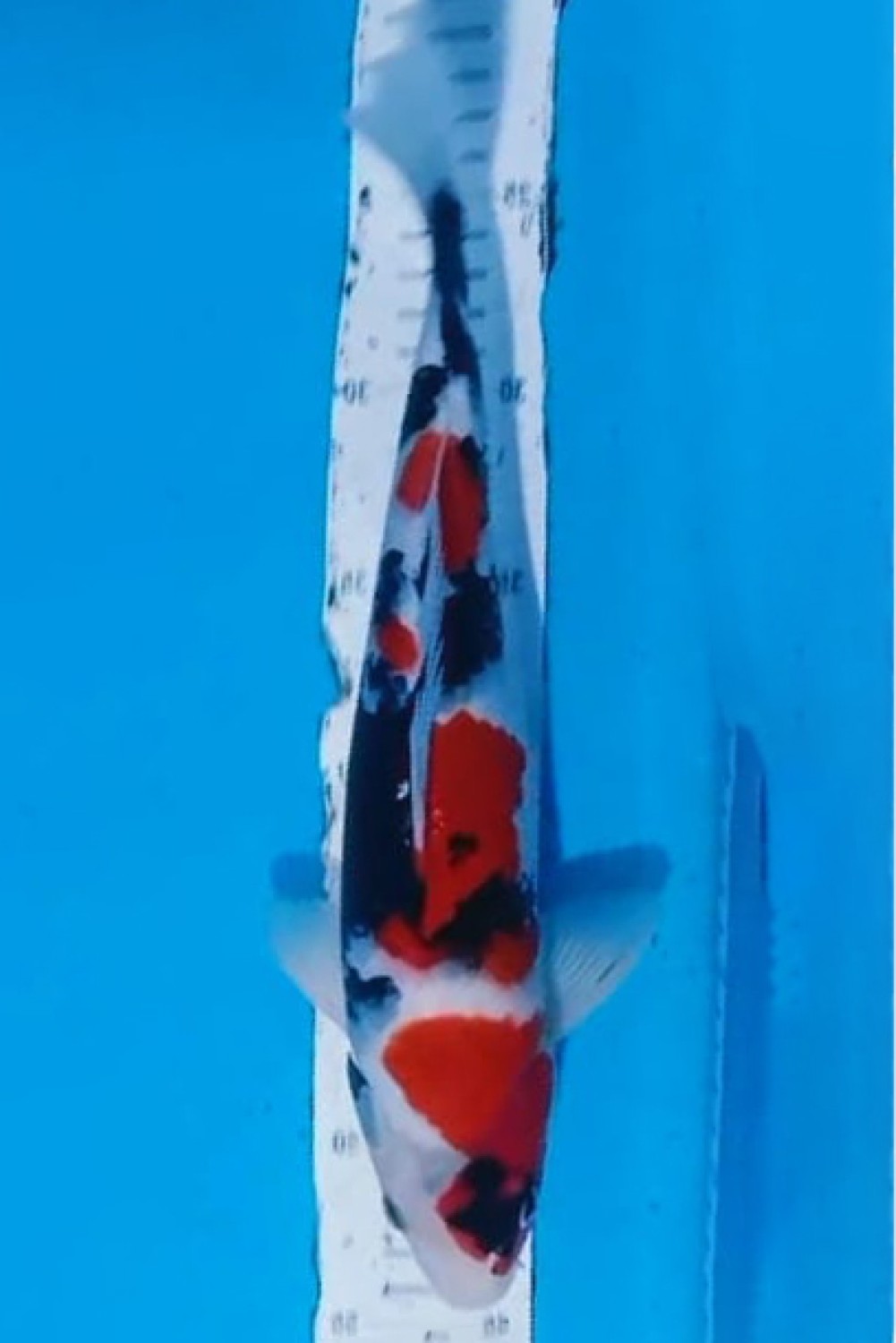 Juara 4