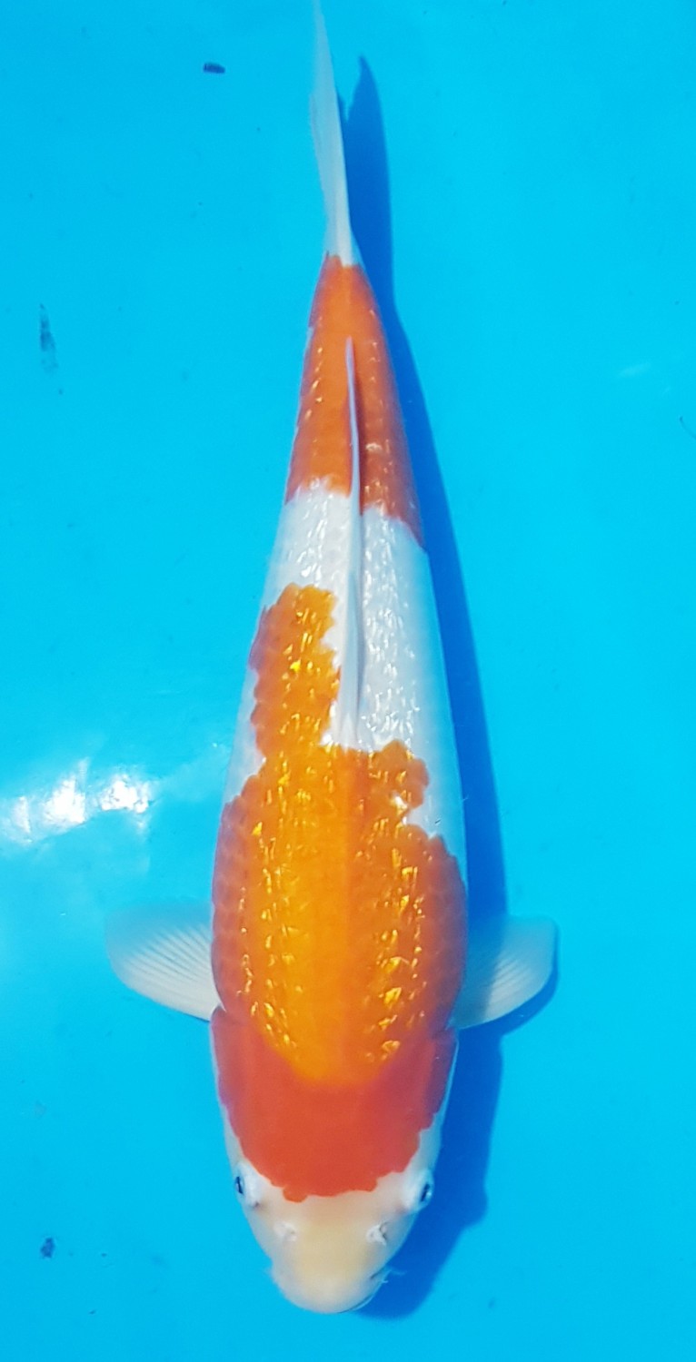 Juara 4