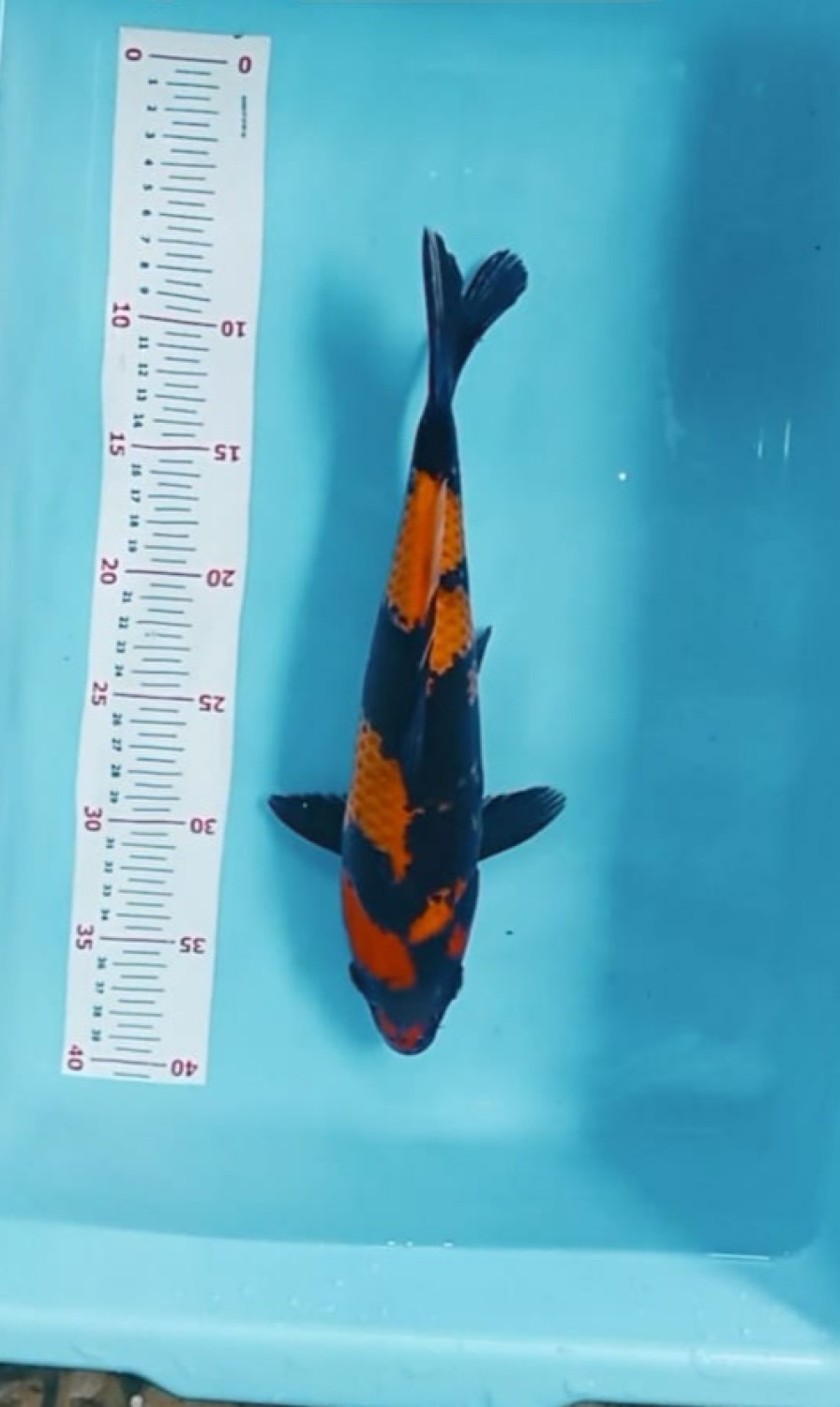 Juara 5