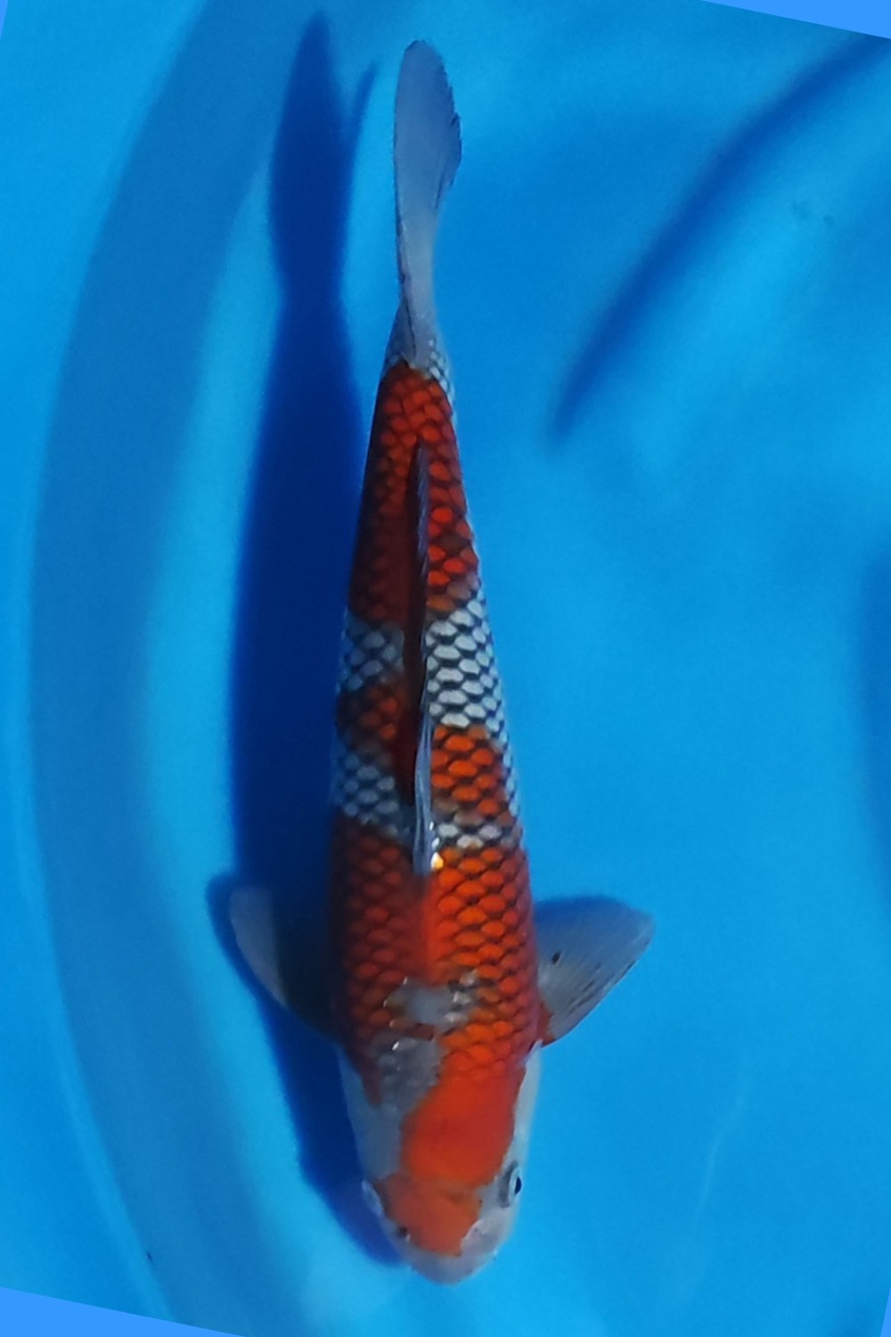 Juara 1
