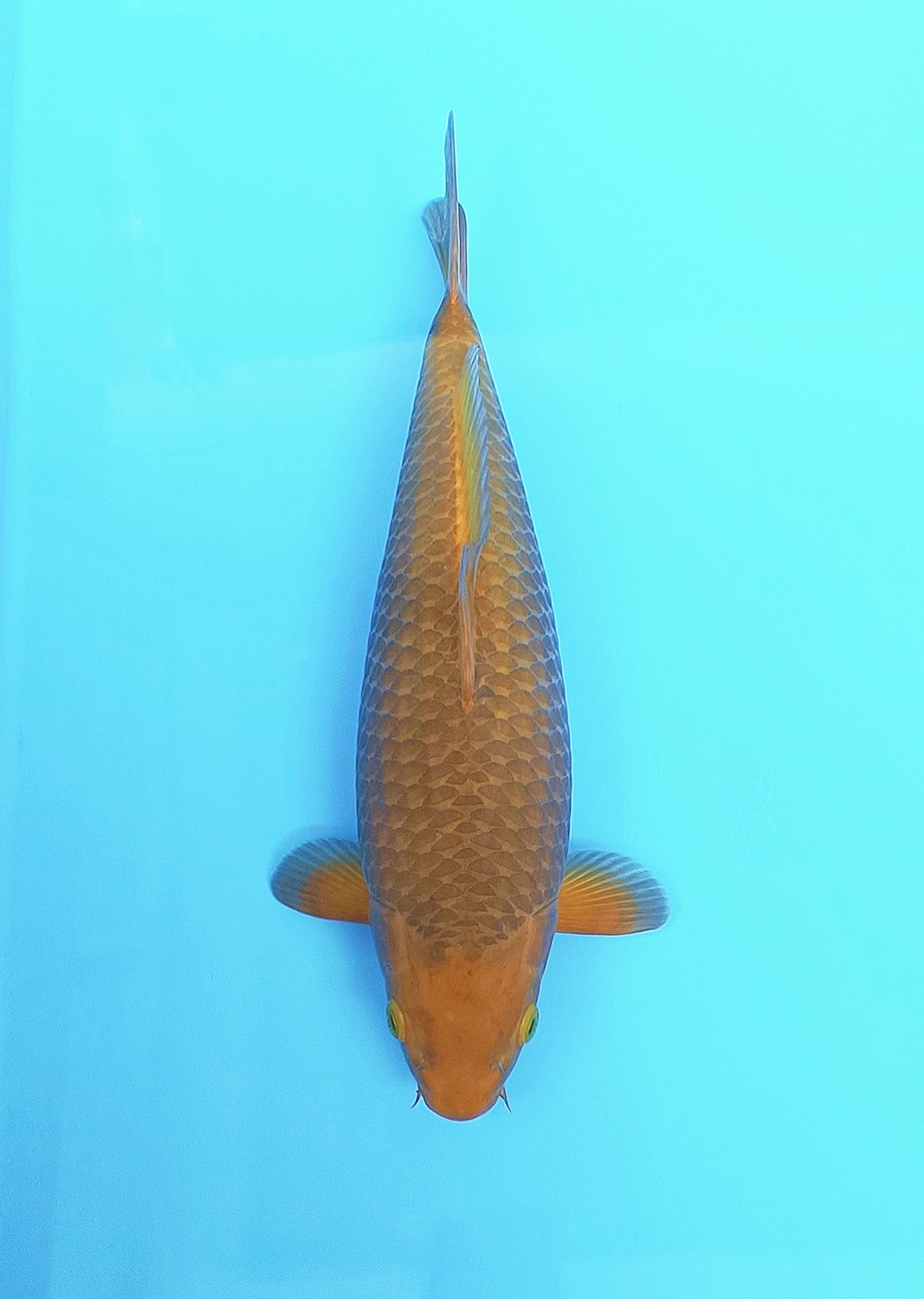 Juara 1