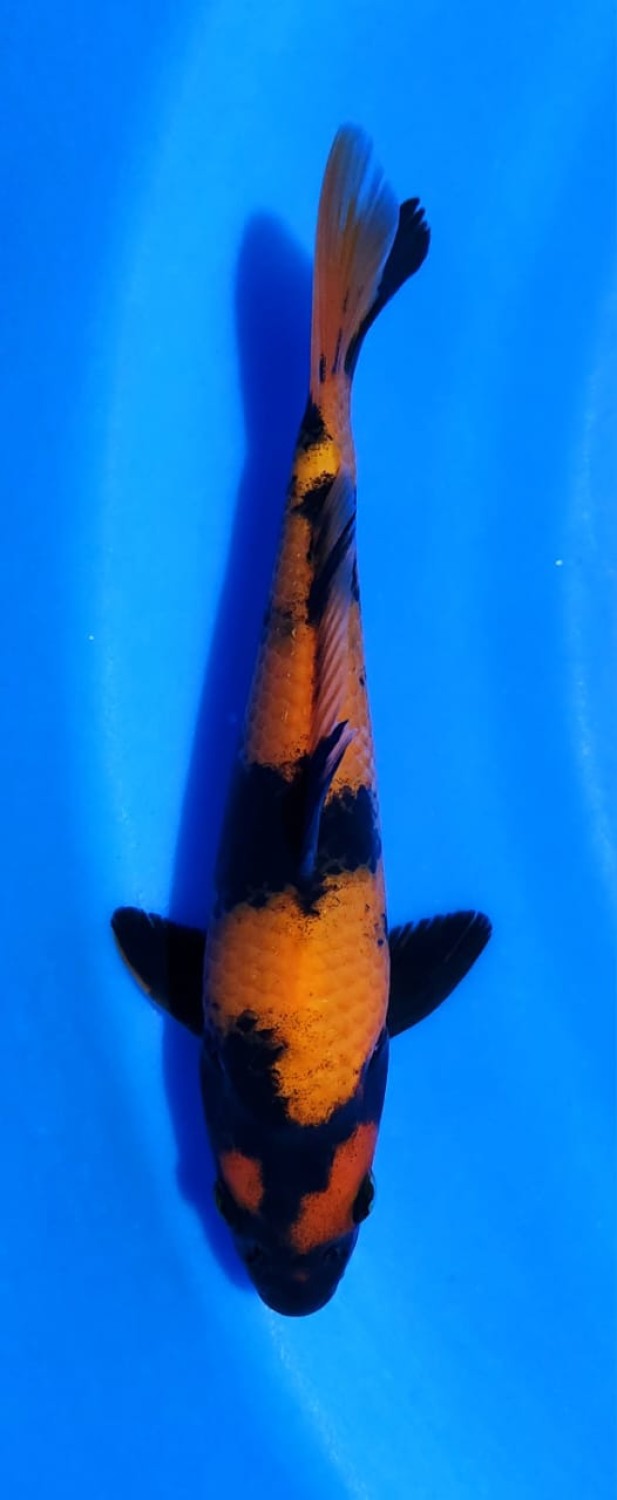 Juara 2