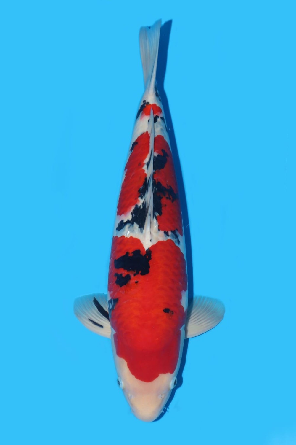 Juara 1