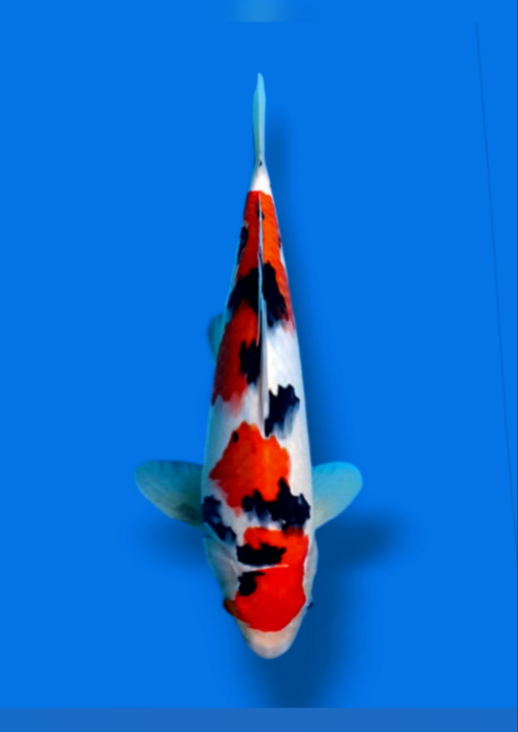 Juara 4
