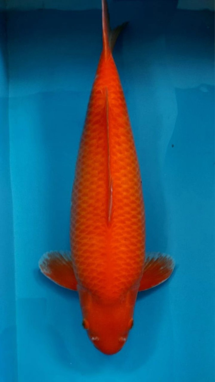 Juara 2