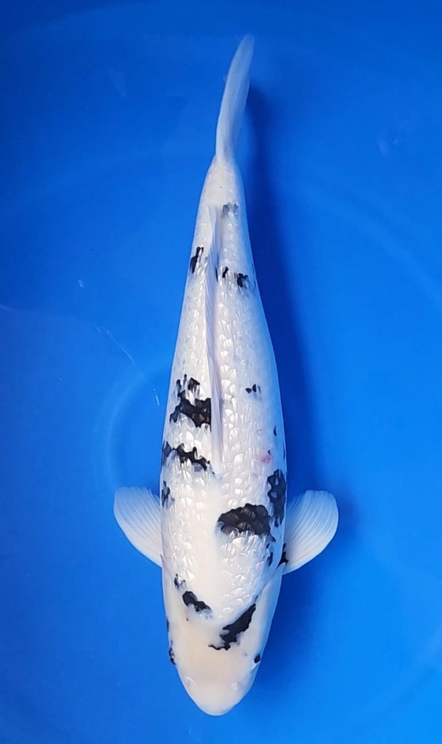 Juara 1