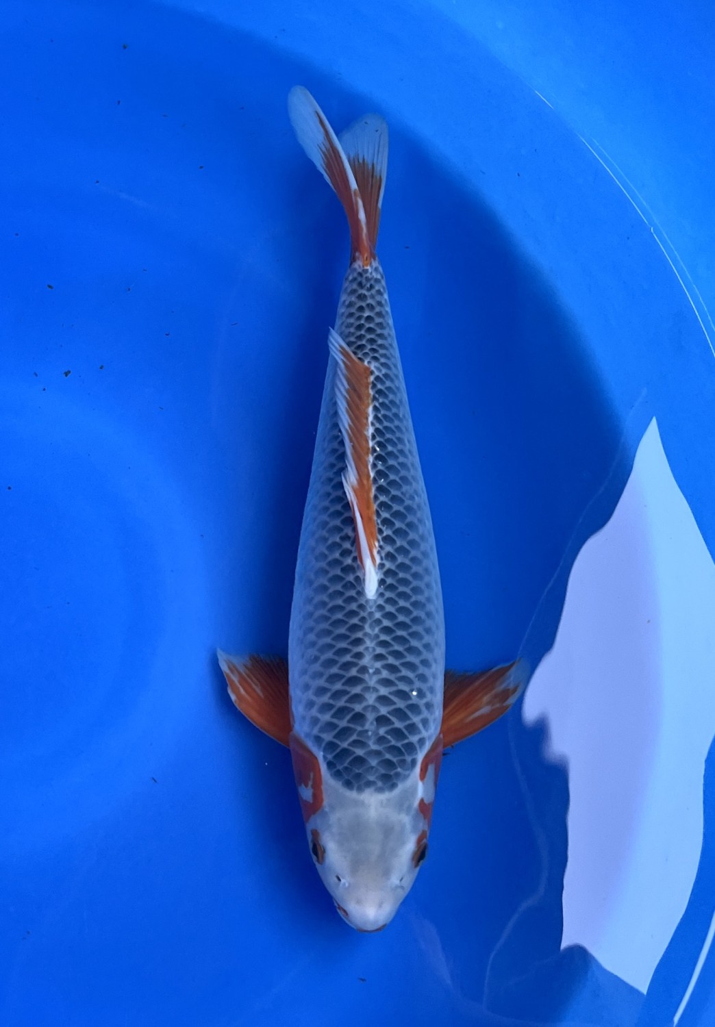 Juara 1