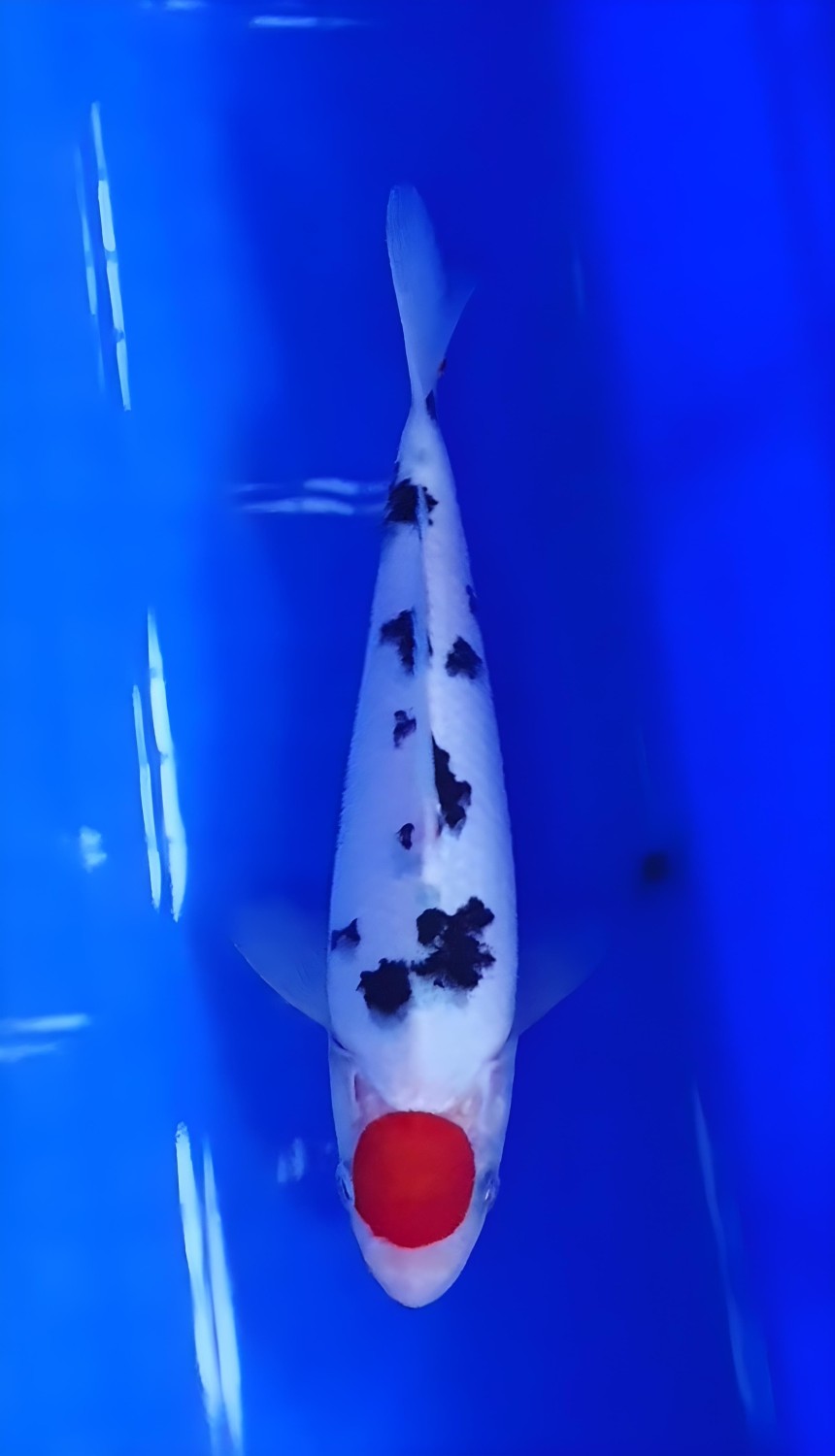 Juara 5
