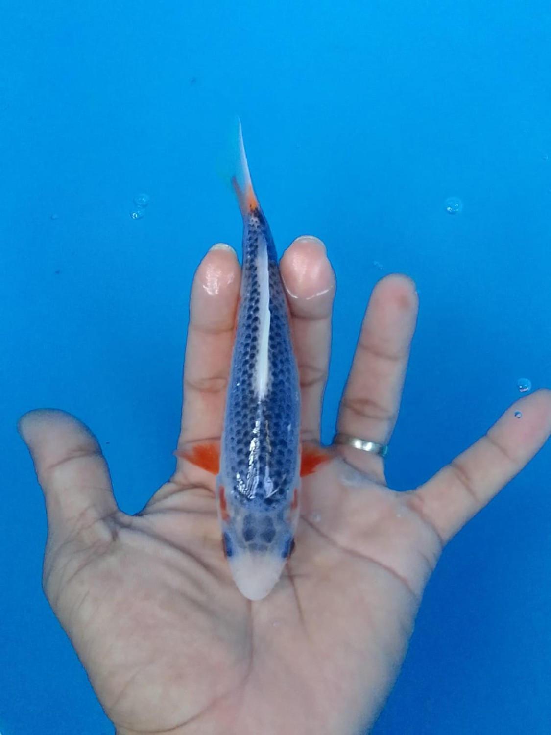 Juara 2