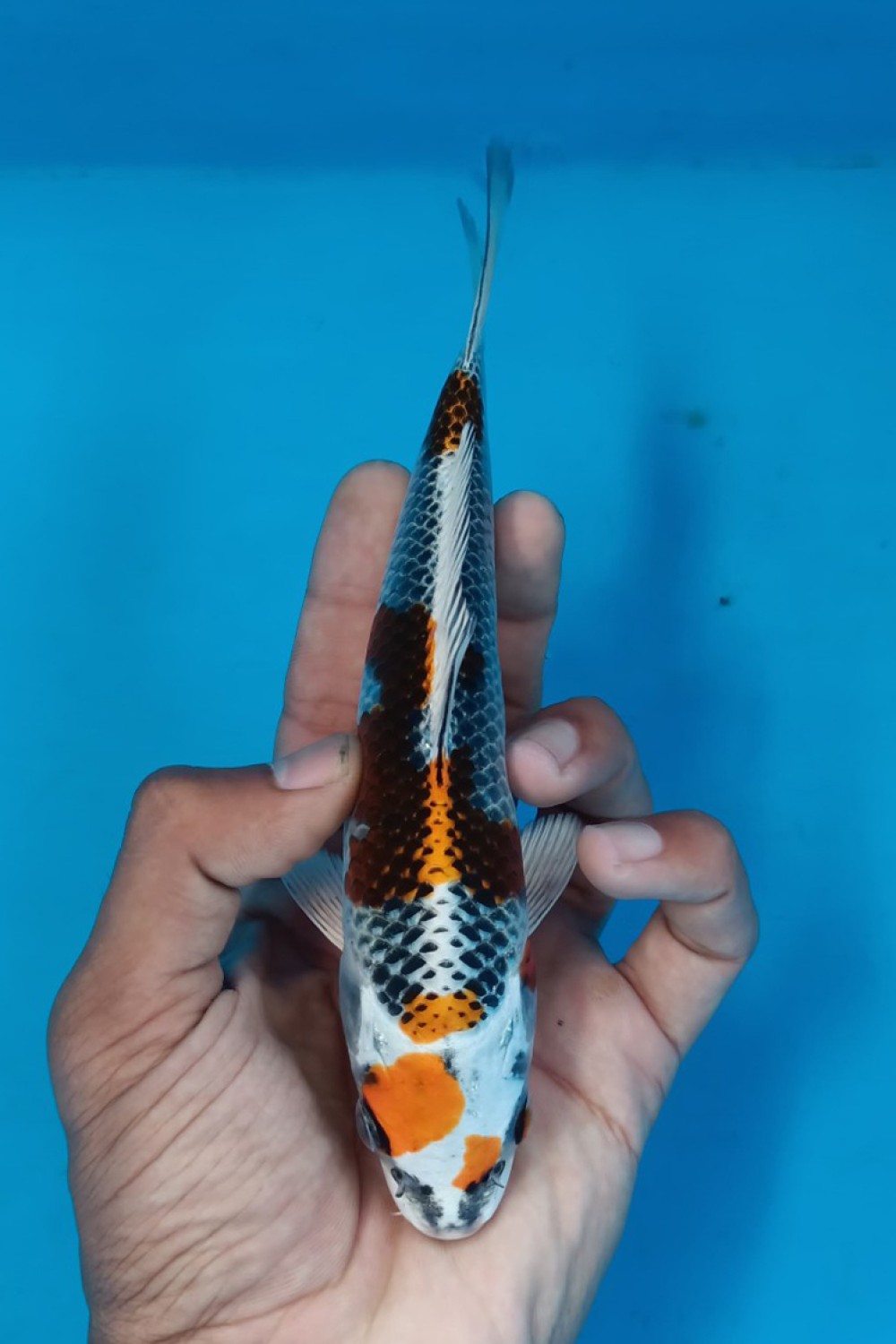 Juara 1