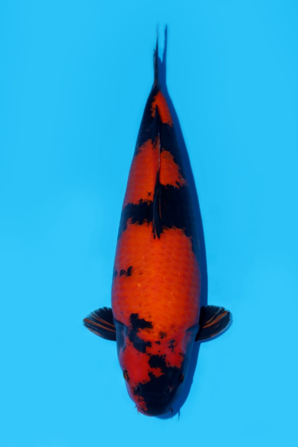 Best In Size D 61 - 65 cm